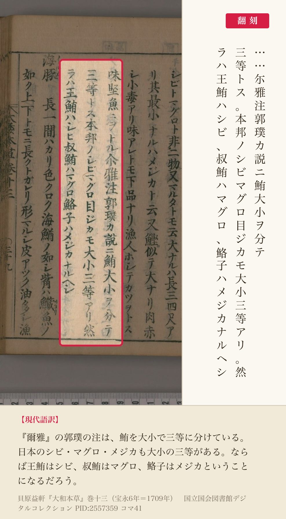 『大和本草』巻十三コマ41左ページの「尓雅注郭璞カ説ニ鮪大小ヲ分テ三等トス」の3列と翻刻