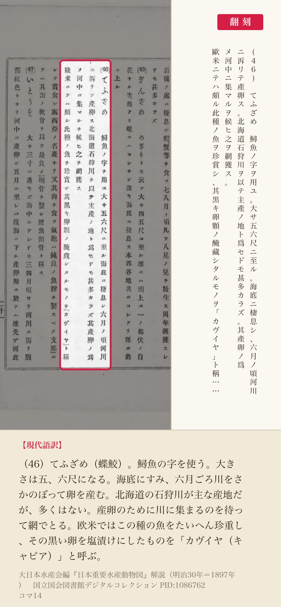 『日本重要水産動物図』解説コマ14の「(46)てふざめ 鱘魚ノ字ヲ用ユ」の項と翻刻