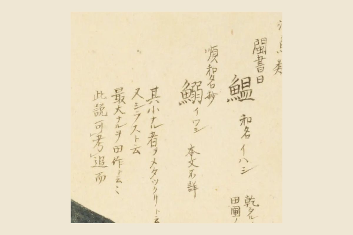 『梅園魚品図正』のイワシの見出し「閩書曰 鰮 和名イハシ」「順和名抄 鰯 イワシ 本文不詳」の大写し