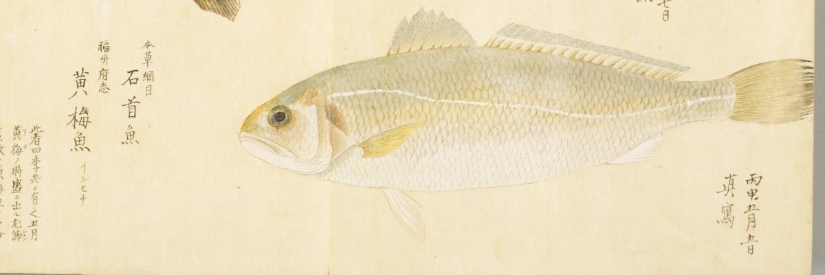 『梅園魚品図正』巻2の石首魚の彩色図。黄色みを帯びた白い体の小ぶりな魚。左に「本草綱目 石首魚」「福州府志 黄梅魚」「イシモチ」の書き入れ
