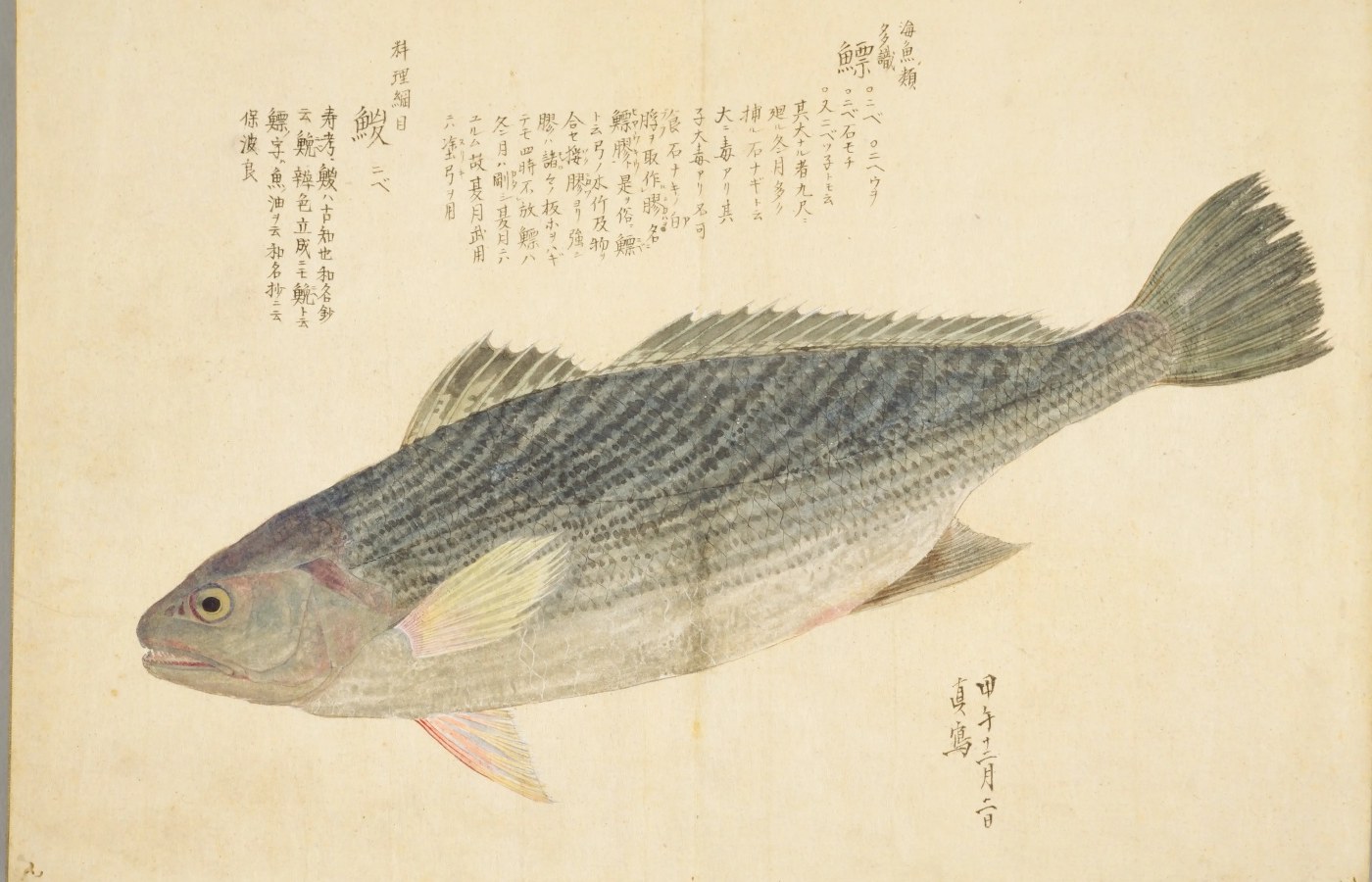 『梅園魚品図正』のニベの彩色図。背は青みがかった灰色に細かな斜めの縞、腹は白く、黄色い胸びれと赤みのある腹びれ。右上に「鰾」の字と書き入れ
