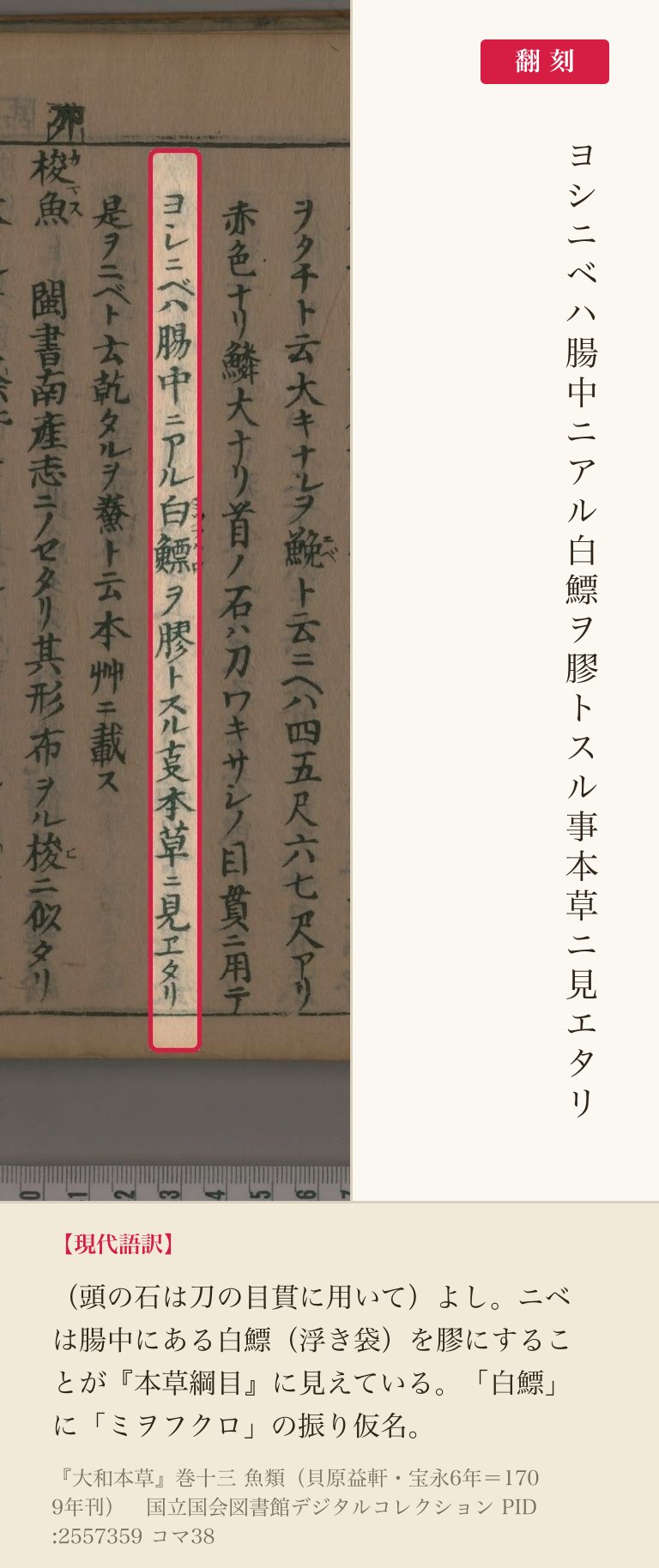 『大和本草』コマ38の「ニベハ腸中ニアル白鰾ヲ膠トスル事本草ニ見エタリ」の列と翻刻