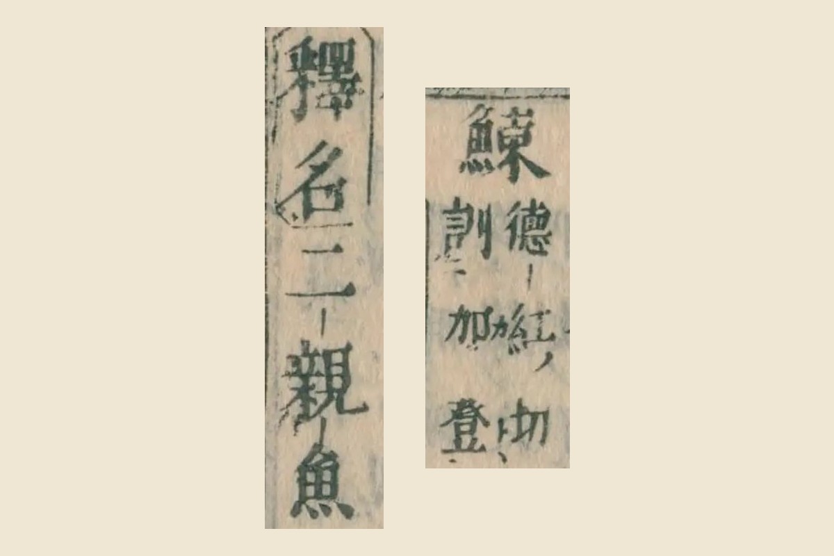 『本朝食鑑』巻八コマ179の見出しと割注「德紅切 訓加登」、隣の列「釋名 二親魚」の大写し