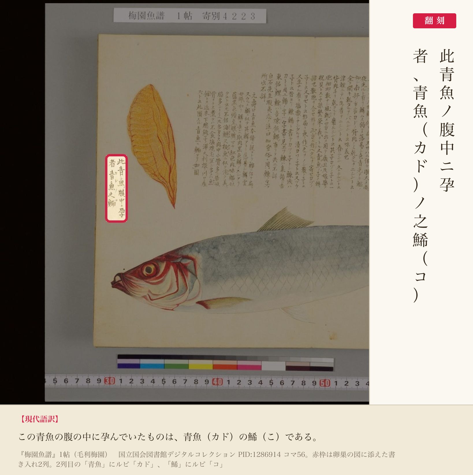 『梅園魚譜』のニシン図で、卵巣に添えられた書き入れ2列と翻刻