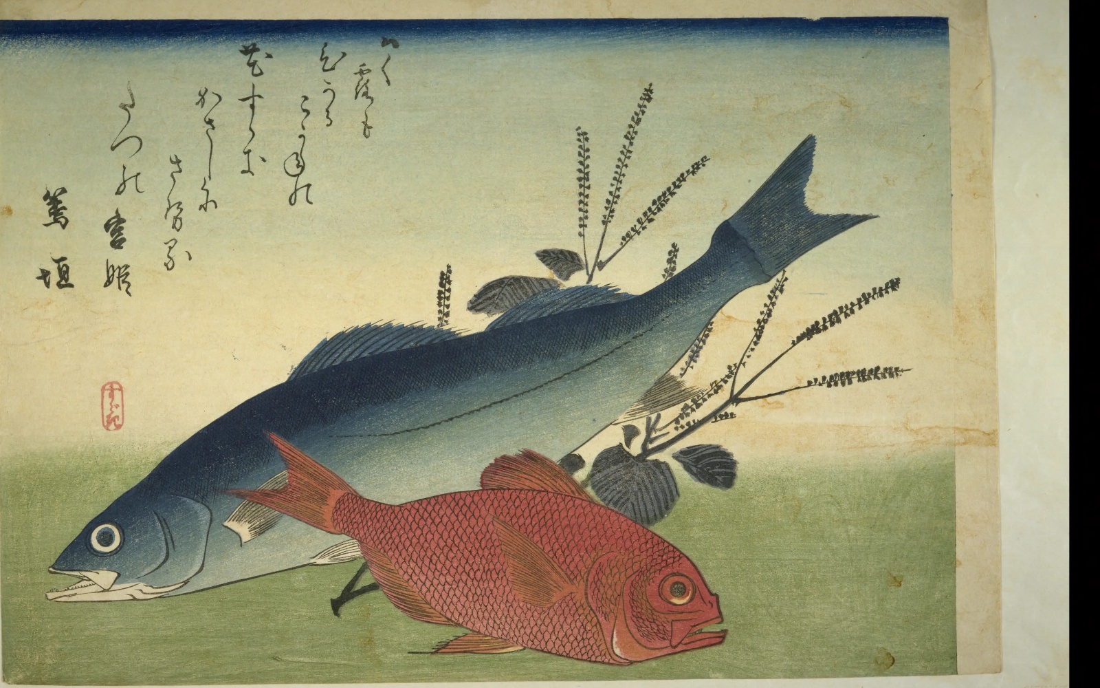歌川広重の魚づくしのスズキとキンメダイ。スズキの大きな尾びれが画面の右上に伸びている