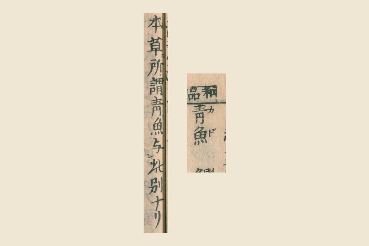 『大和本草』の見出し「青魚（カド）」と「本草所謂青魚与此別ナリ」の大写し