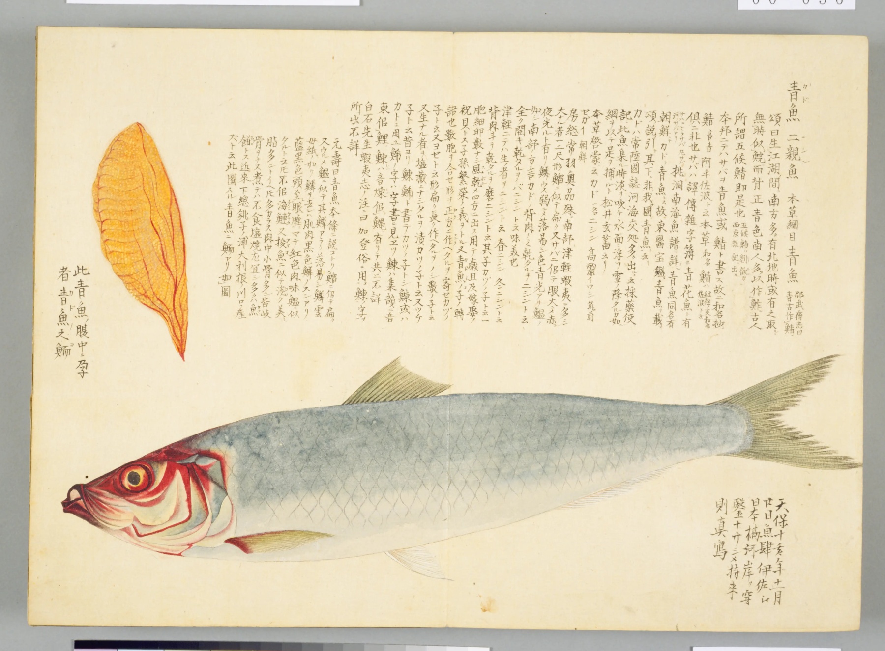 『梅園魚譜』青魚（カド）・二親魚（ニシン）の彩色図 コマ56