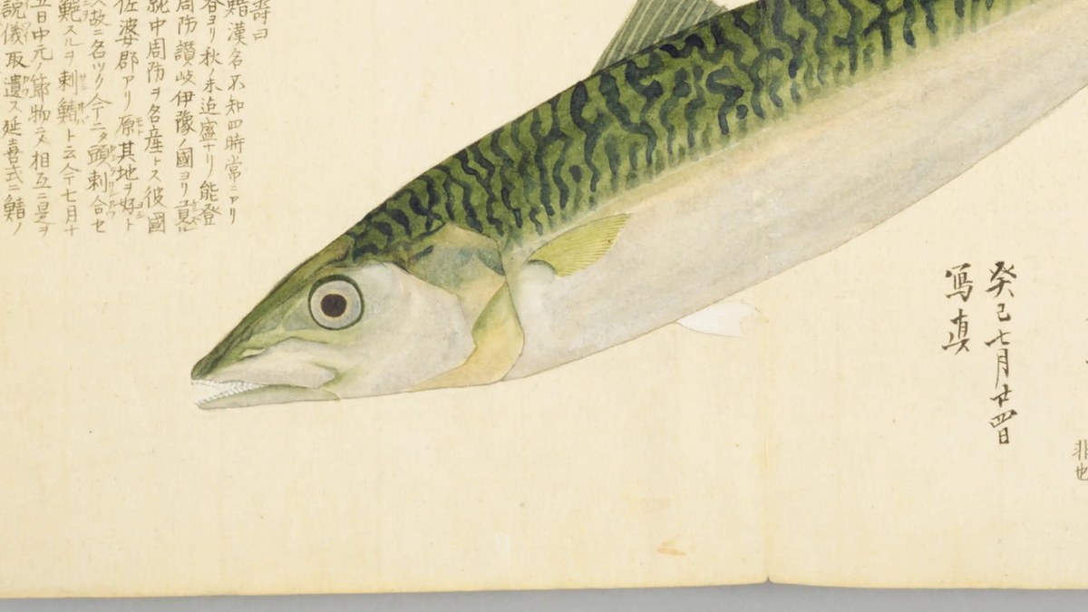 『梅園魚品図正』巻1 コマ31 サバの彩色図（部分）