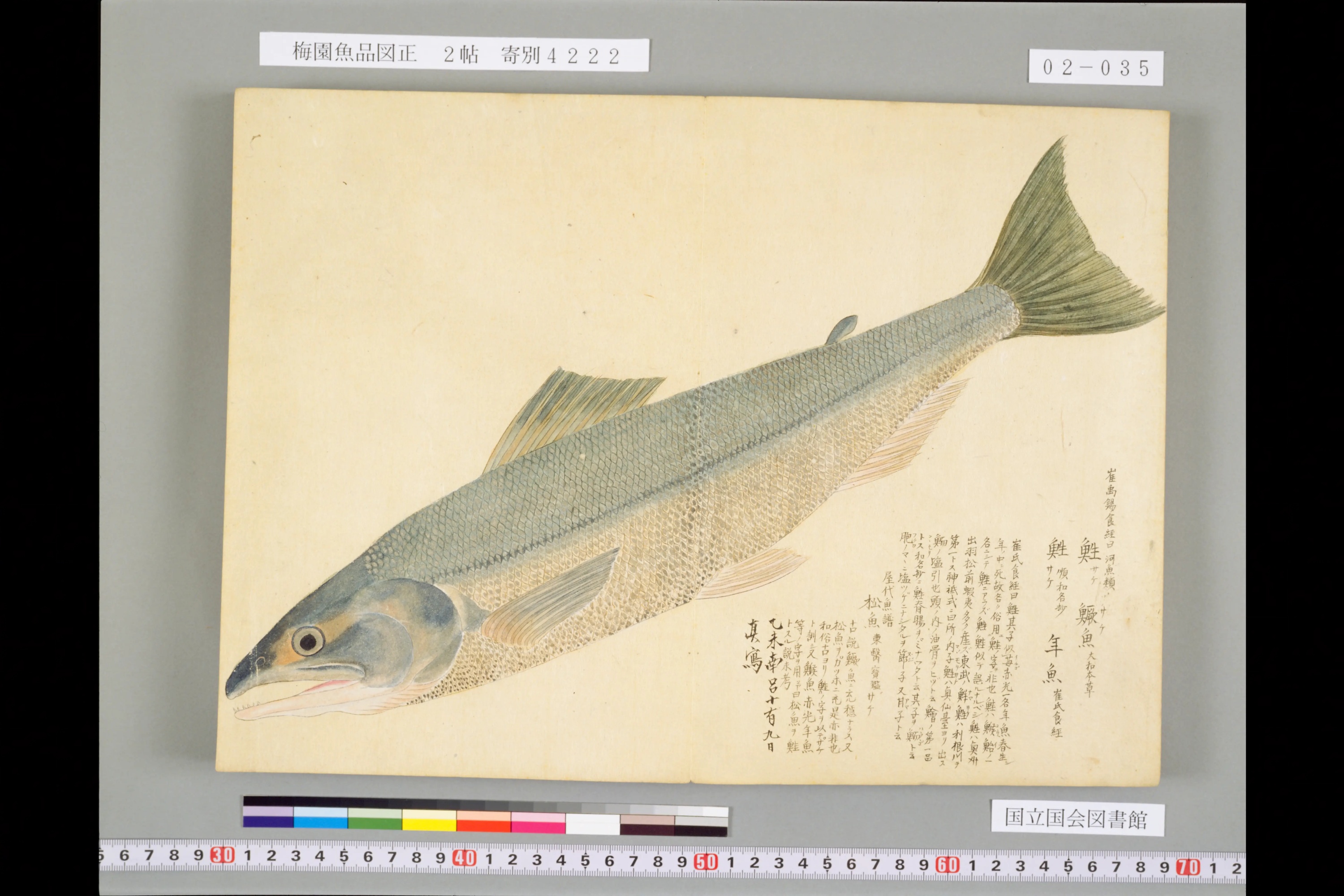 『梅園魚品図正』2帖コマ35のサケの彩色図