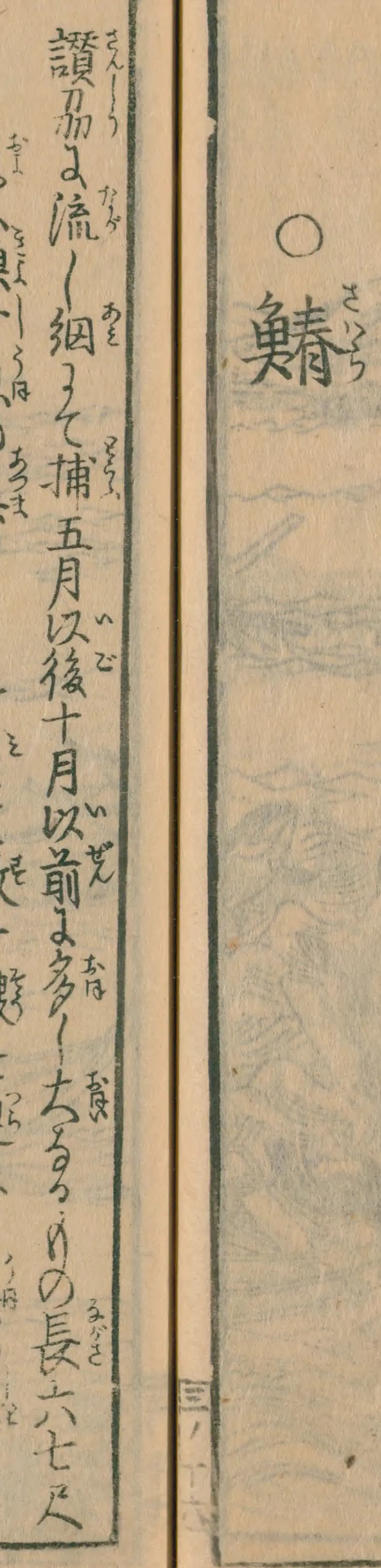 『日本山海名産図会』巻之三、見出し「○鰆」と本文の書き出しの列