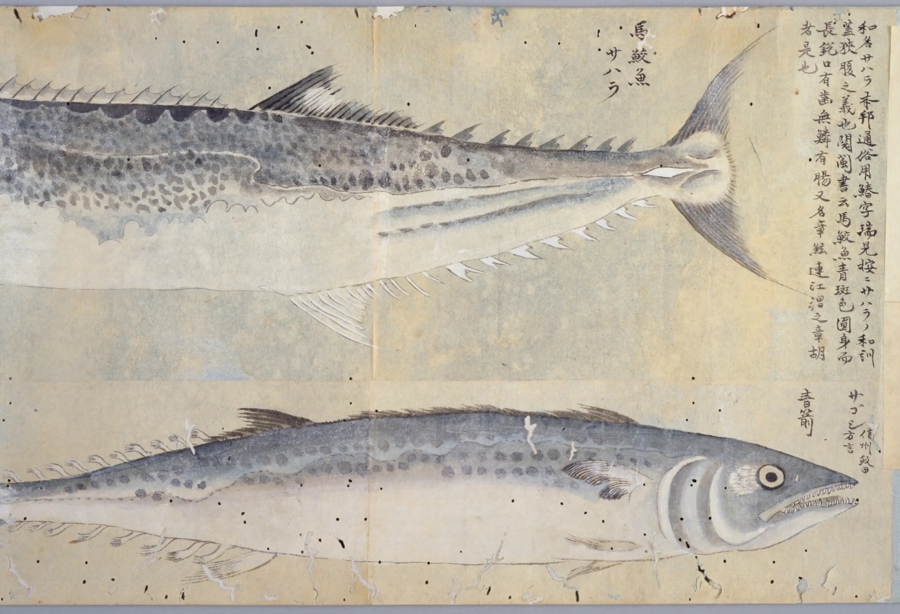 栗本丹洲の魚譜の巻物に描かれたサワラ二尾。上は大きな魚の尾の側、下は細身の魚で、どちらも灰青色の背に黒い斑点が並ぶ
