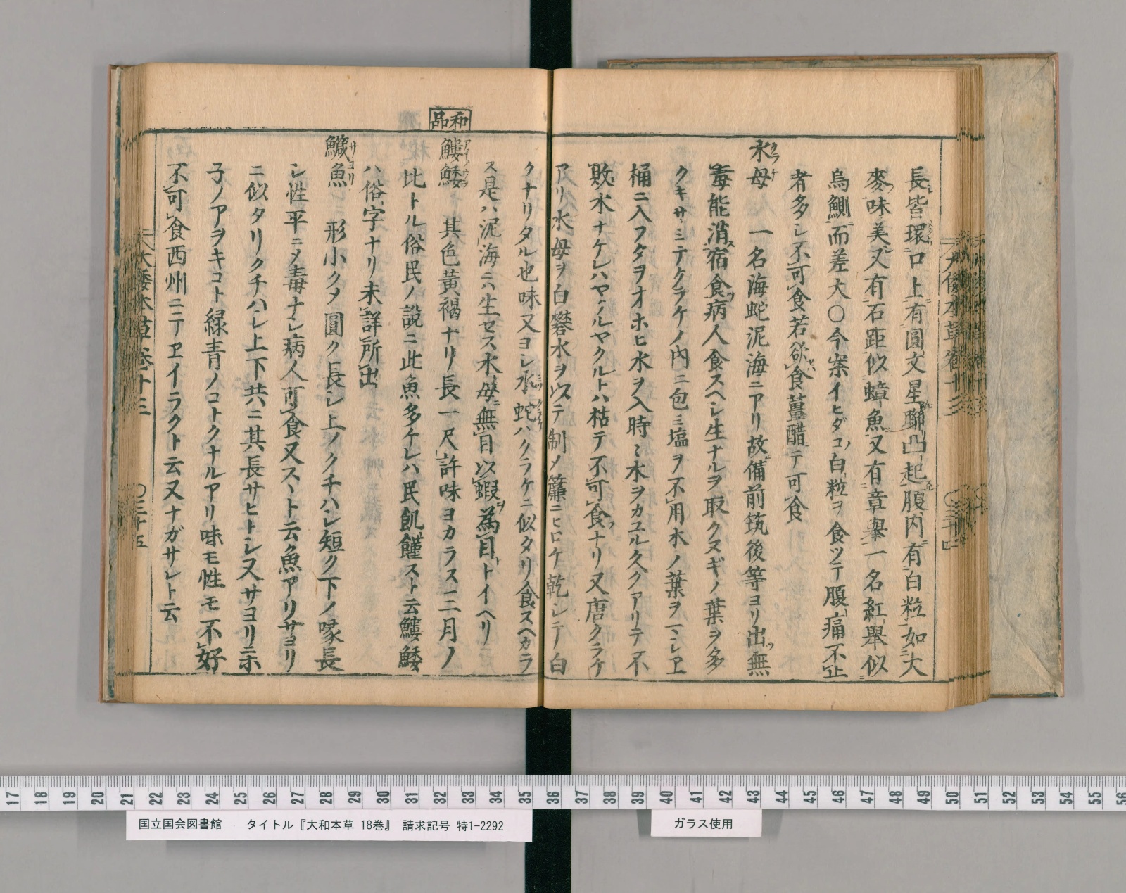 『大和本草』巻十三コマ37の見開き。左ページの中ほどに見出し「鱵魚」