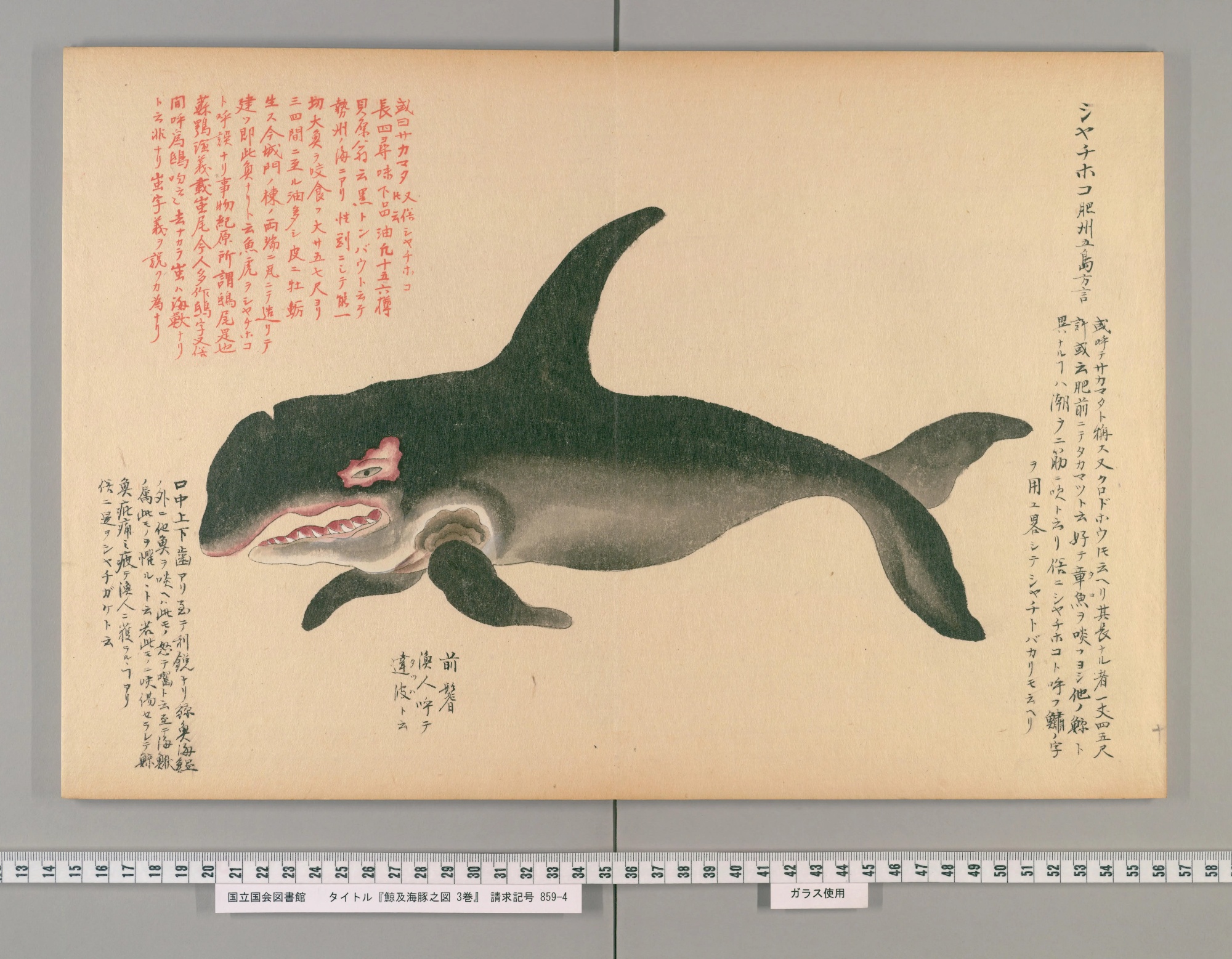 『鯨及海豚之図』の見開き。黒い背に大きな背びれ、白い腹、鋭い歯のならぶ口をしたシャチの彩色図。右上に「シヤチホコ」と見出しがある