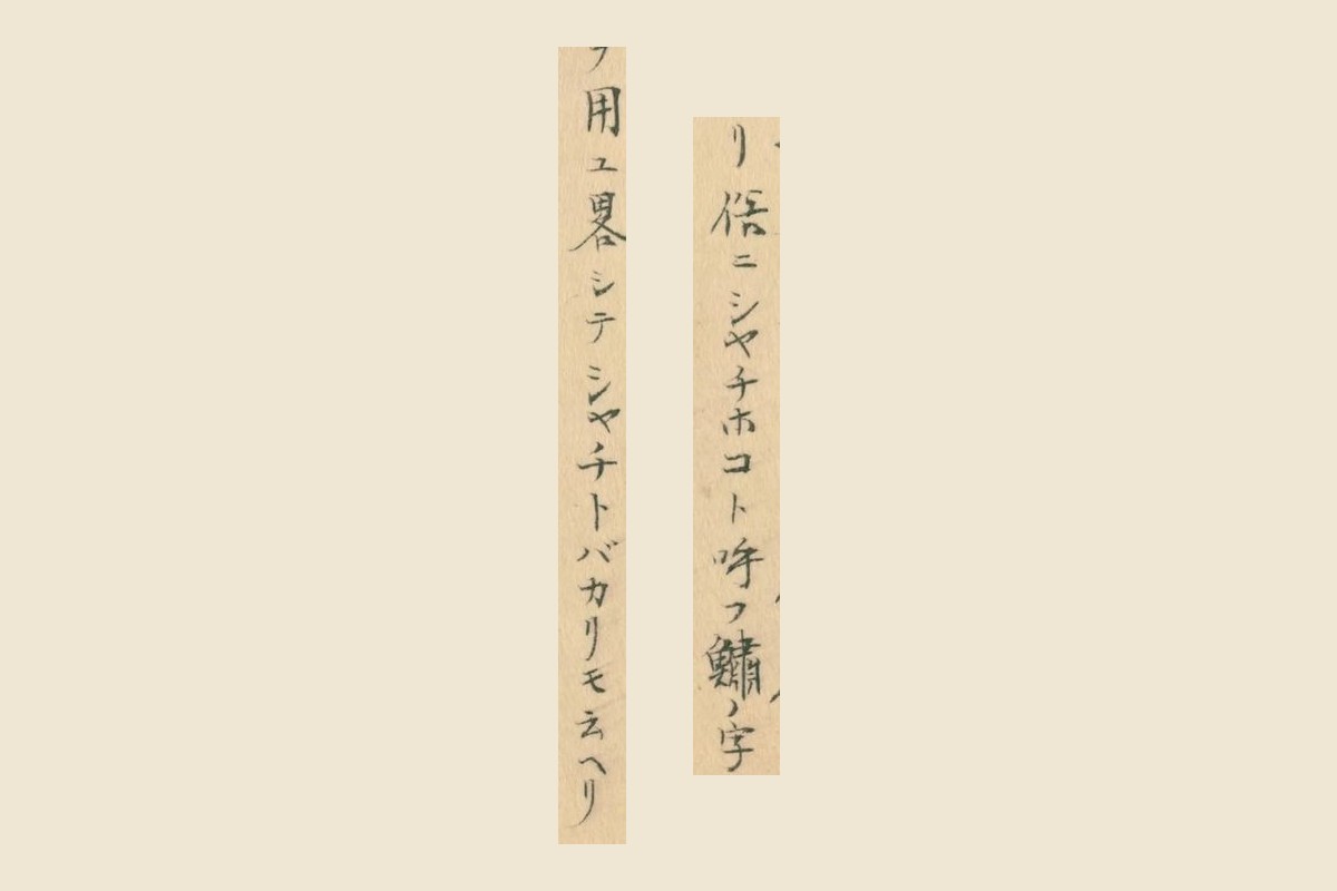 『鯨及海豚之図』の「俗ニシヤチホコト呼フ鱐ノ字」と「ヲ用ユ畧シテシヤチトバカリモ云ヘリ」の2列の大写し