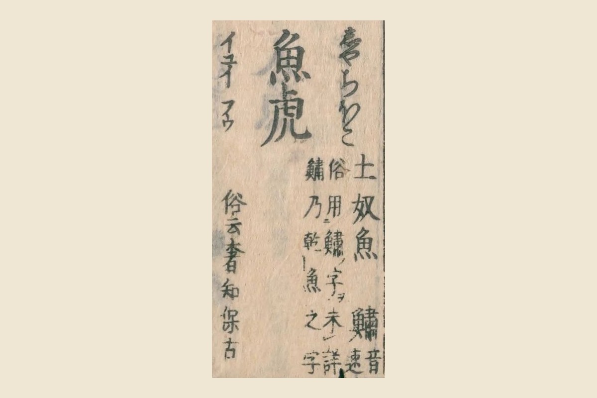 『和漢三才図会』の見出し「魚虎」と振り仮名「しやちほこ」、脇の「俗用鱐字未詳　鱐乃乾魚之字」の大写し