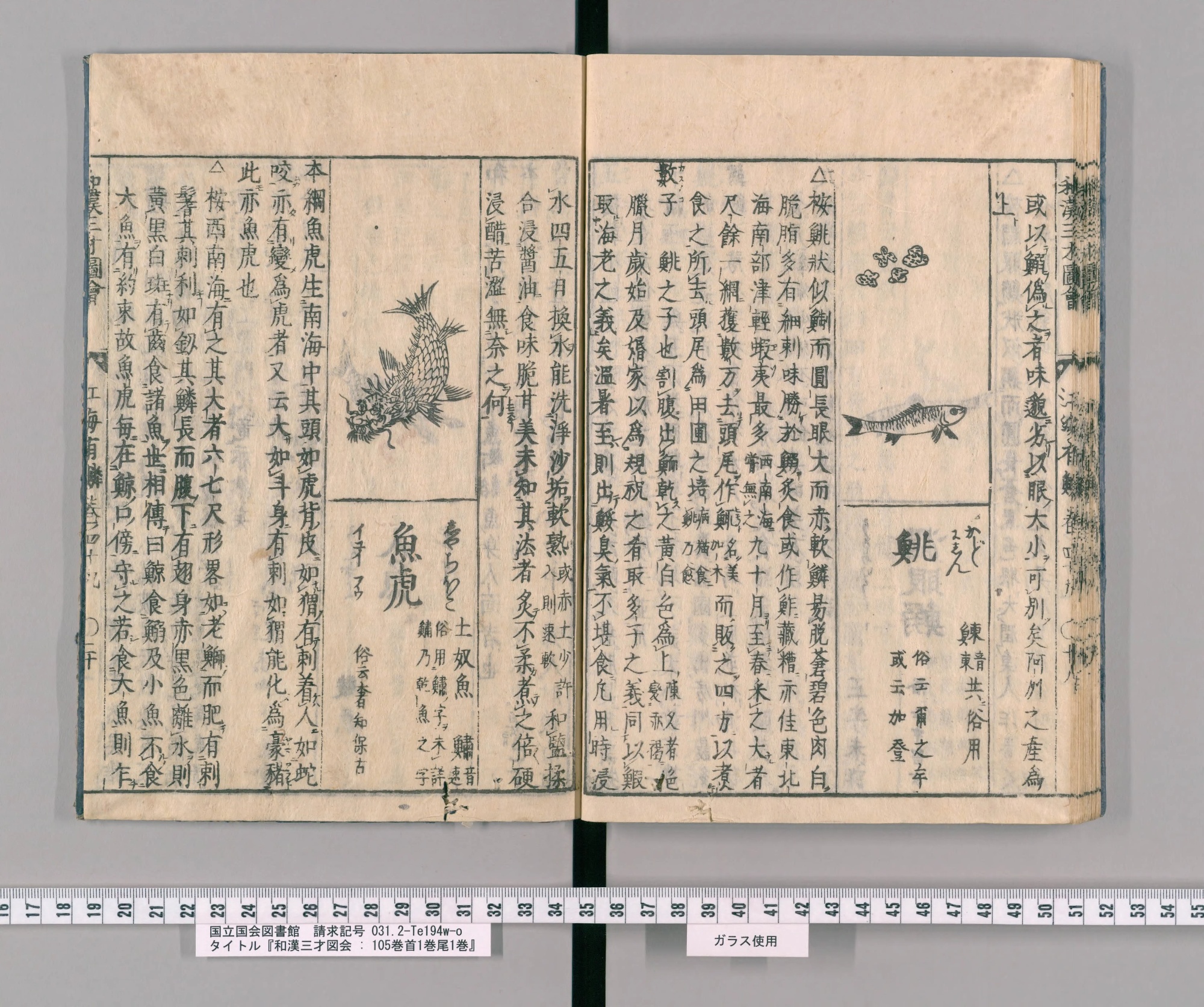 『和漢三才図会』巻四十九コマ37の見開き。左ページの区画に、龍のような頭をした魚の絵と見出し「魚虎」