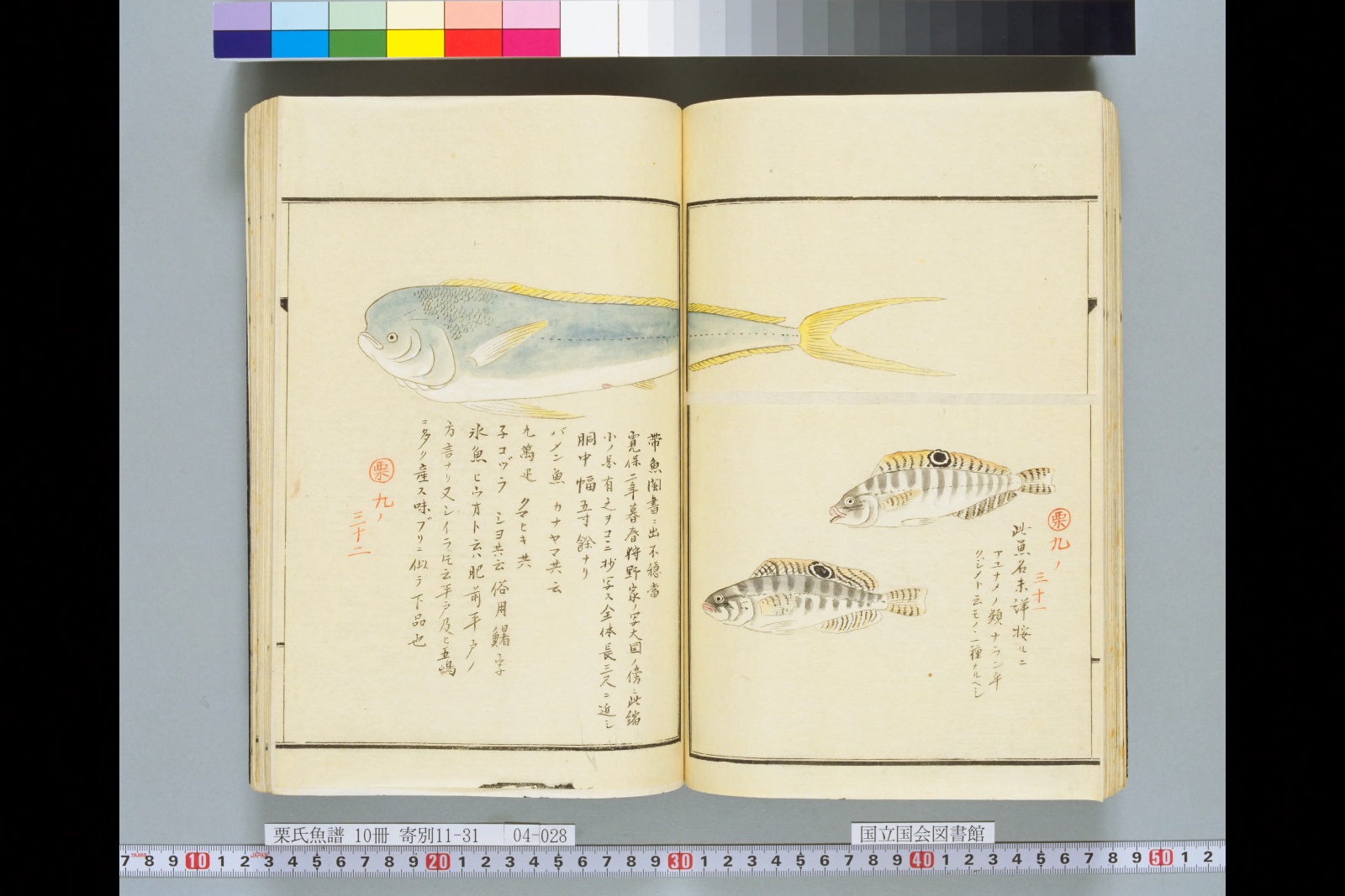 『栗氏魚譜』の見開き。左ページに、青い体に黄色いひれ、額の張り出した大きな魚。右ページにしま模様の小さな魚が二尾
