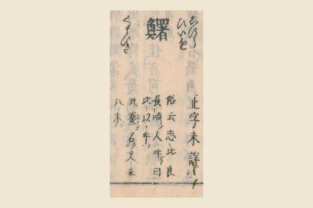 『和漢三才図会』コマ29の見出し「鱰」と振り仮名「しひら」「ひいを」「くまひき」、注「正字未詳」「俗云志比良」の大写し