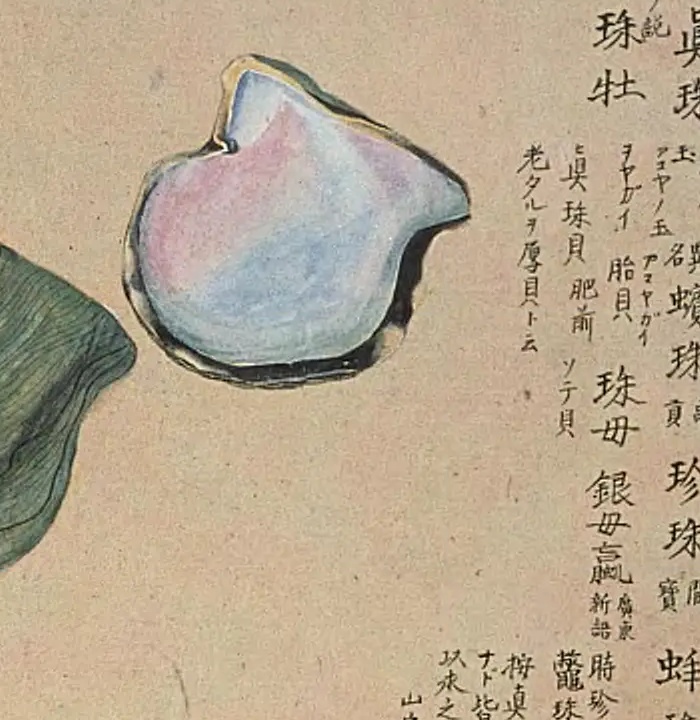 桃色と青白色に光る貝殻の内側を描いた彩色図。左端に緑がかった外側がのぞく