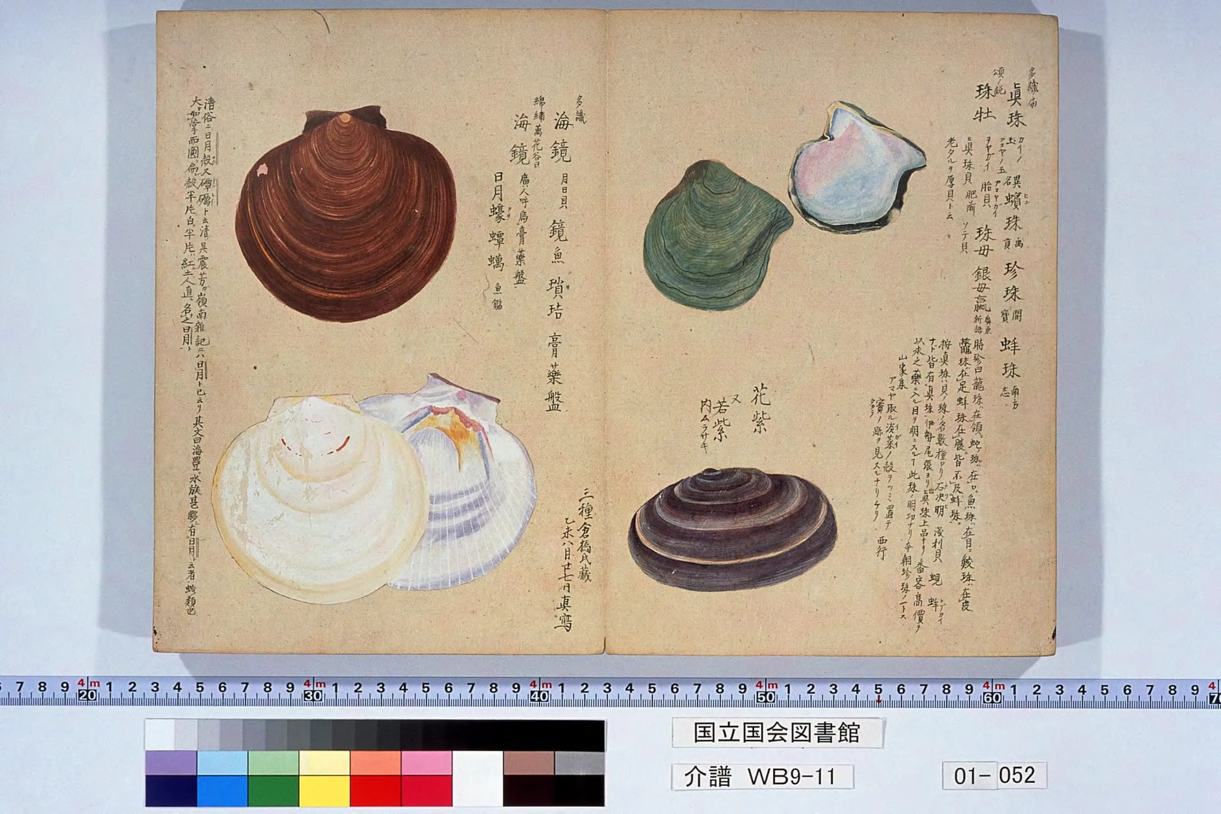 『介譜』の見開き。右頁に真珠の貝と花紫、左頁に海鏡などの貝が並ぶ