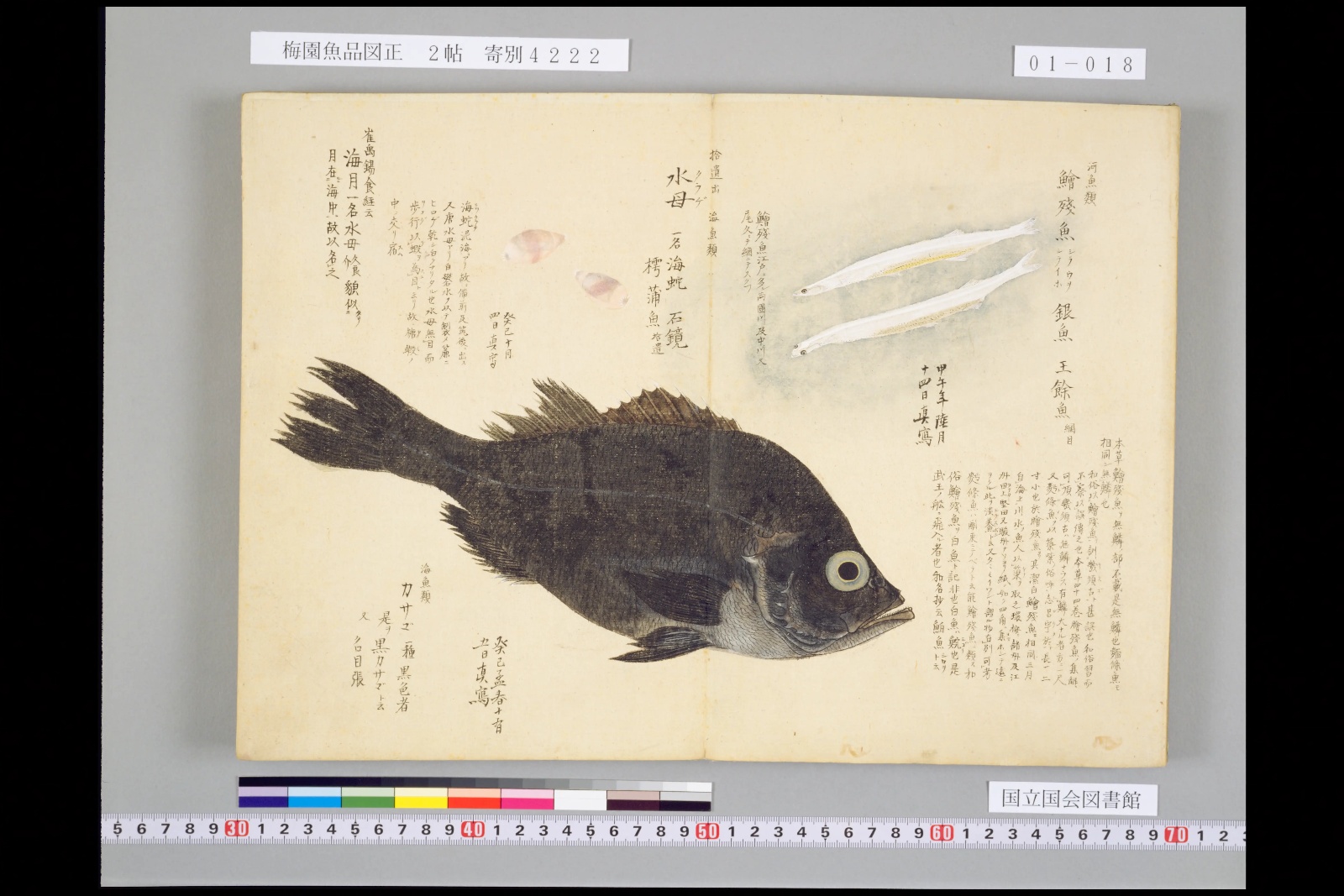 『梅園魚品図正』1帖。右上に白魚が二尾、下に黒い魚（カサゴ）が描かれている