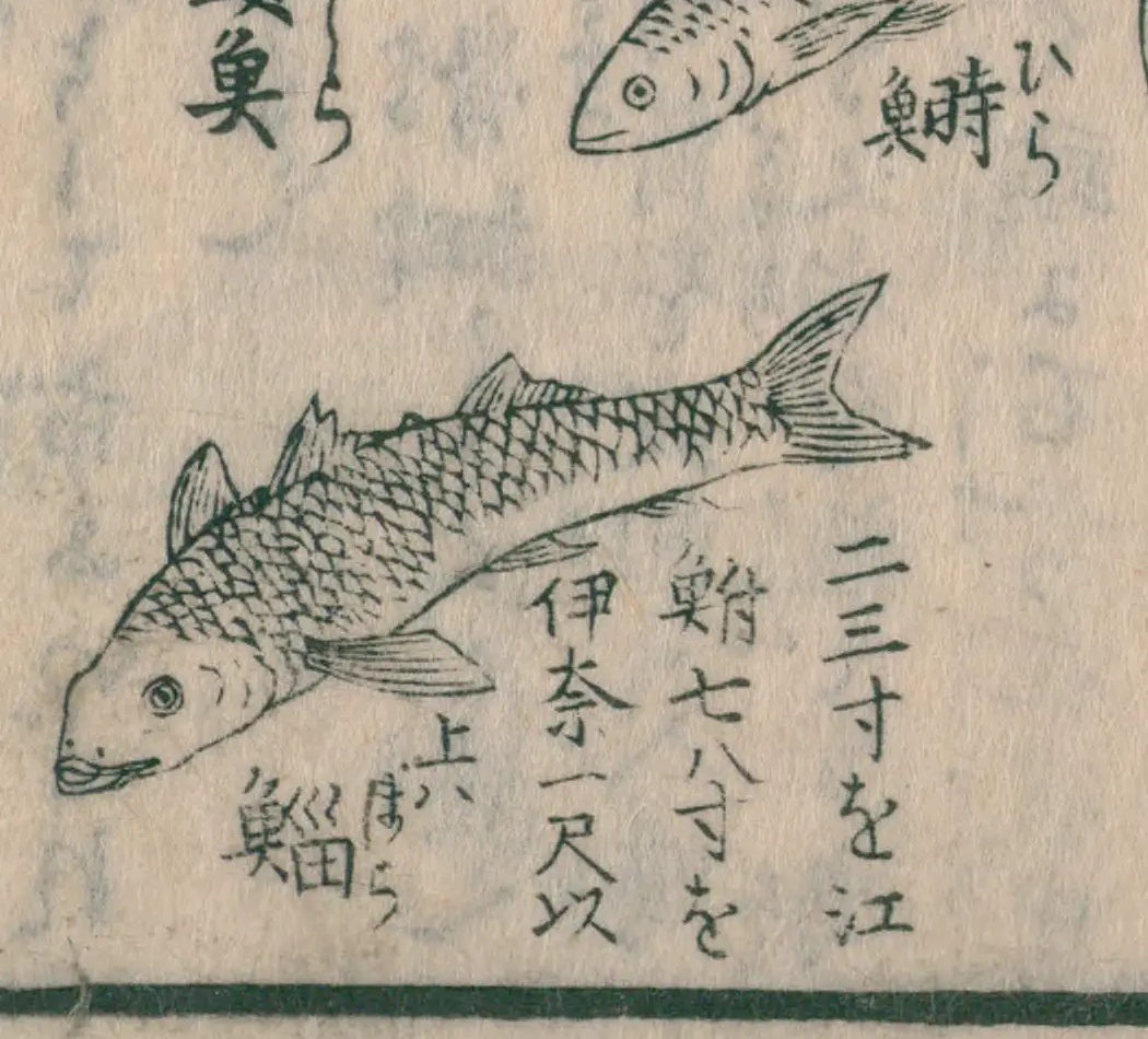 『魚貝能毒品物図考』コマ16のボラの絵。絵の右下に、大きさごとの呼び名が四行で書かれている
