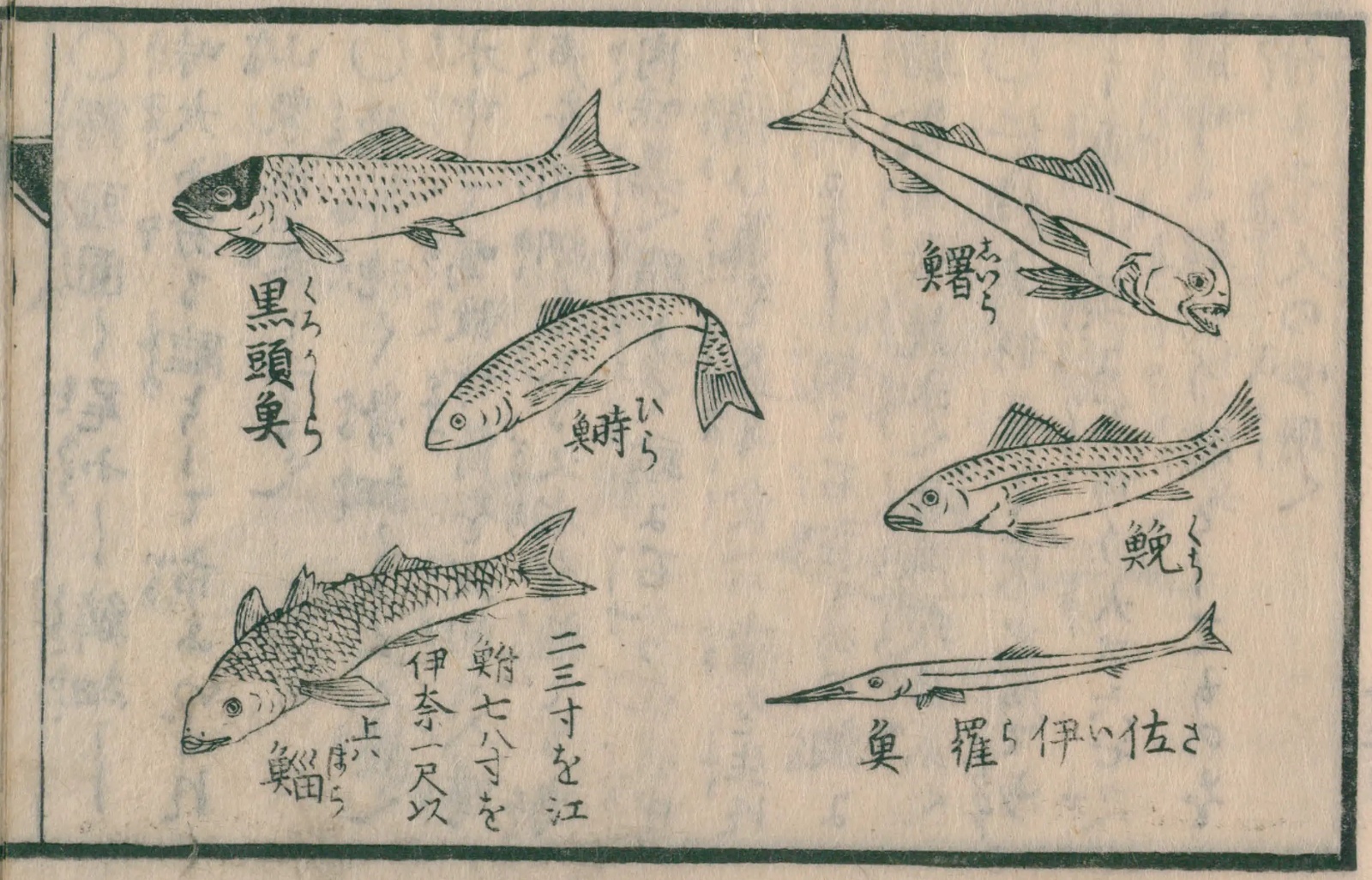 『魚貝能毒品物図考』コマ16の左ページ。六種類の魚の線画が並び、左下にボラが描かれている