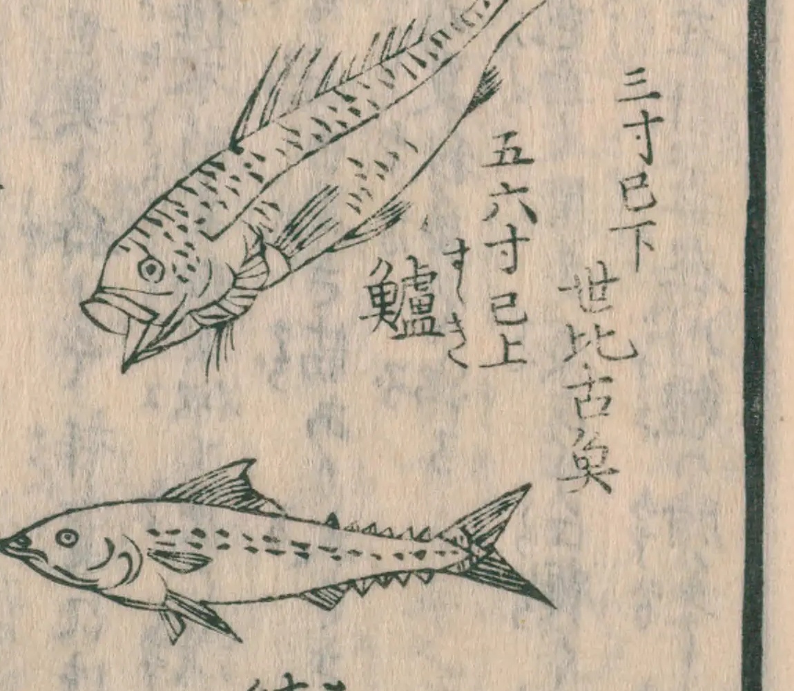 『魚貝能毒品物図考』コマ17のスズキの絵。口の大きな魚の右に、大きさと呼び名が書かれている