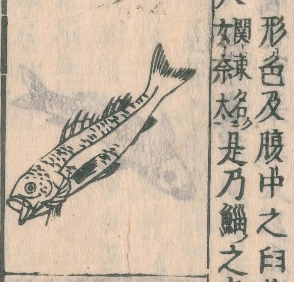 『和漢三才図会』巻四十九コマ31の鱸の絵。口の大きな細長い魚が、頭を下に描かれている