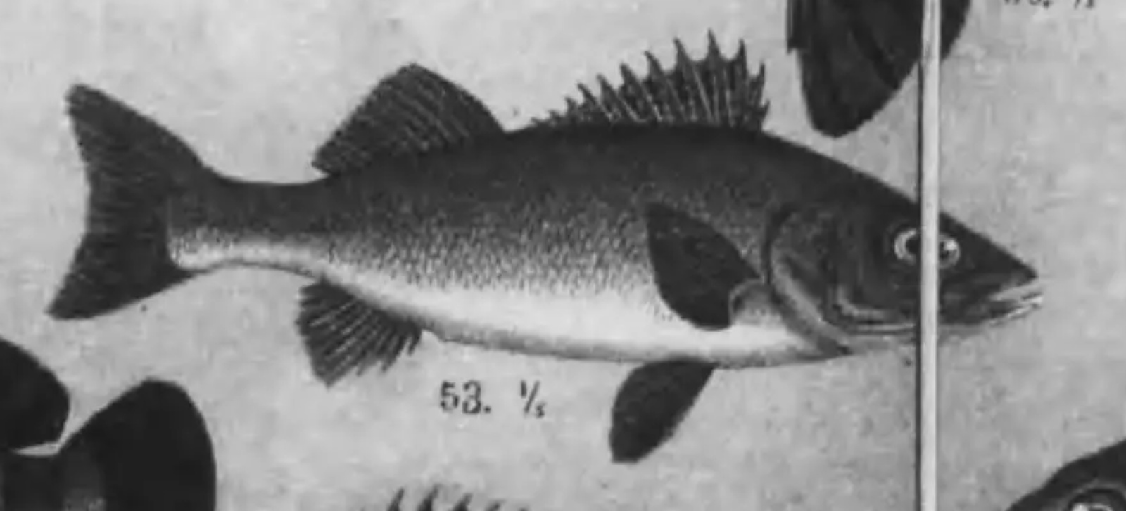 明治の水産図鑑の石版画。53番のスズキ。背びれにとげが並ぶ細長い魚