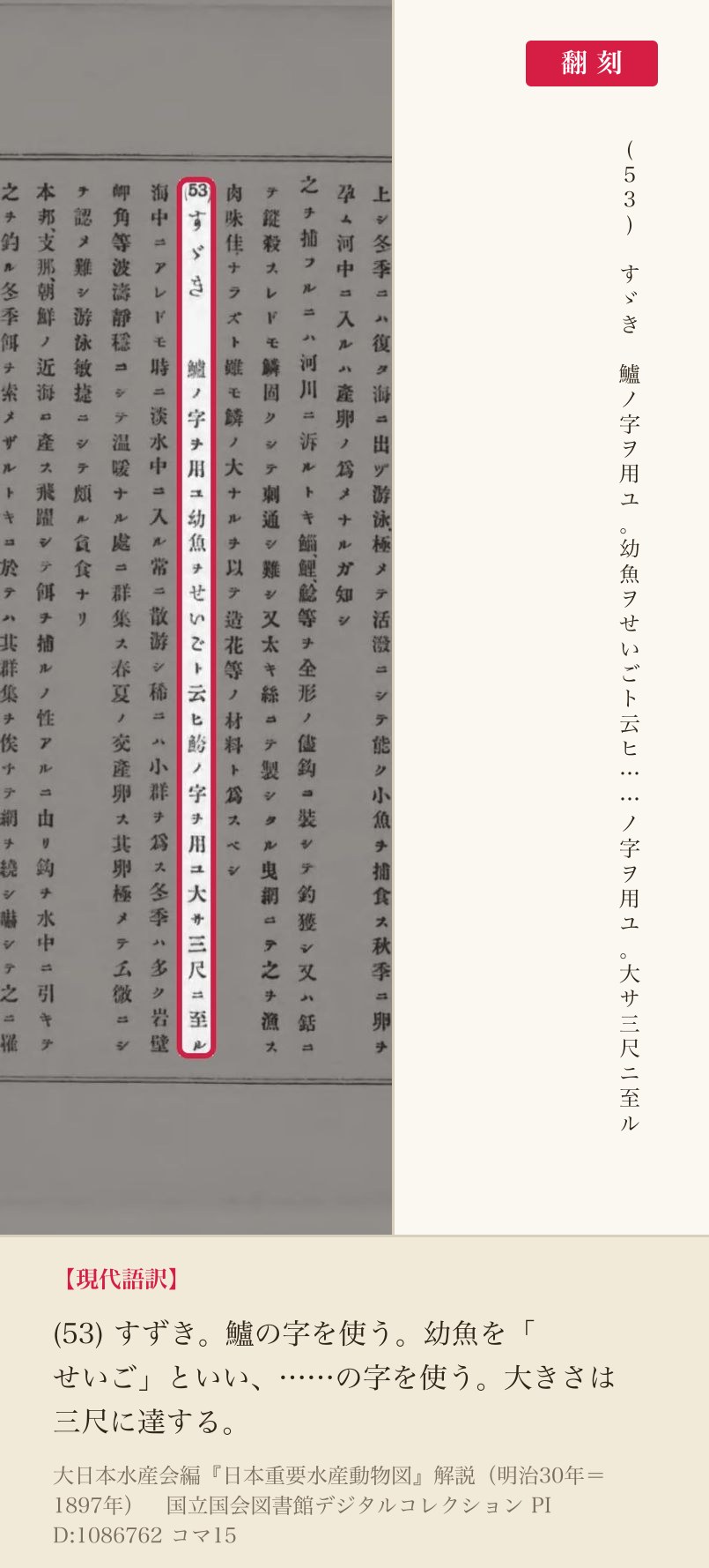 『日本重要水産動物図』解説コマ15の「(53)すゞき 鱸ノ字ヲ用ユ幼魚ヲせいごト云ヒ」の列と翻刻