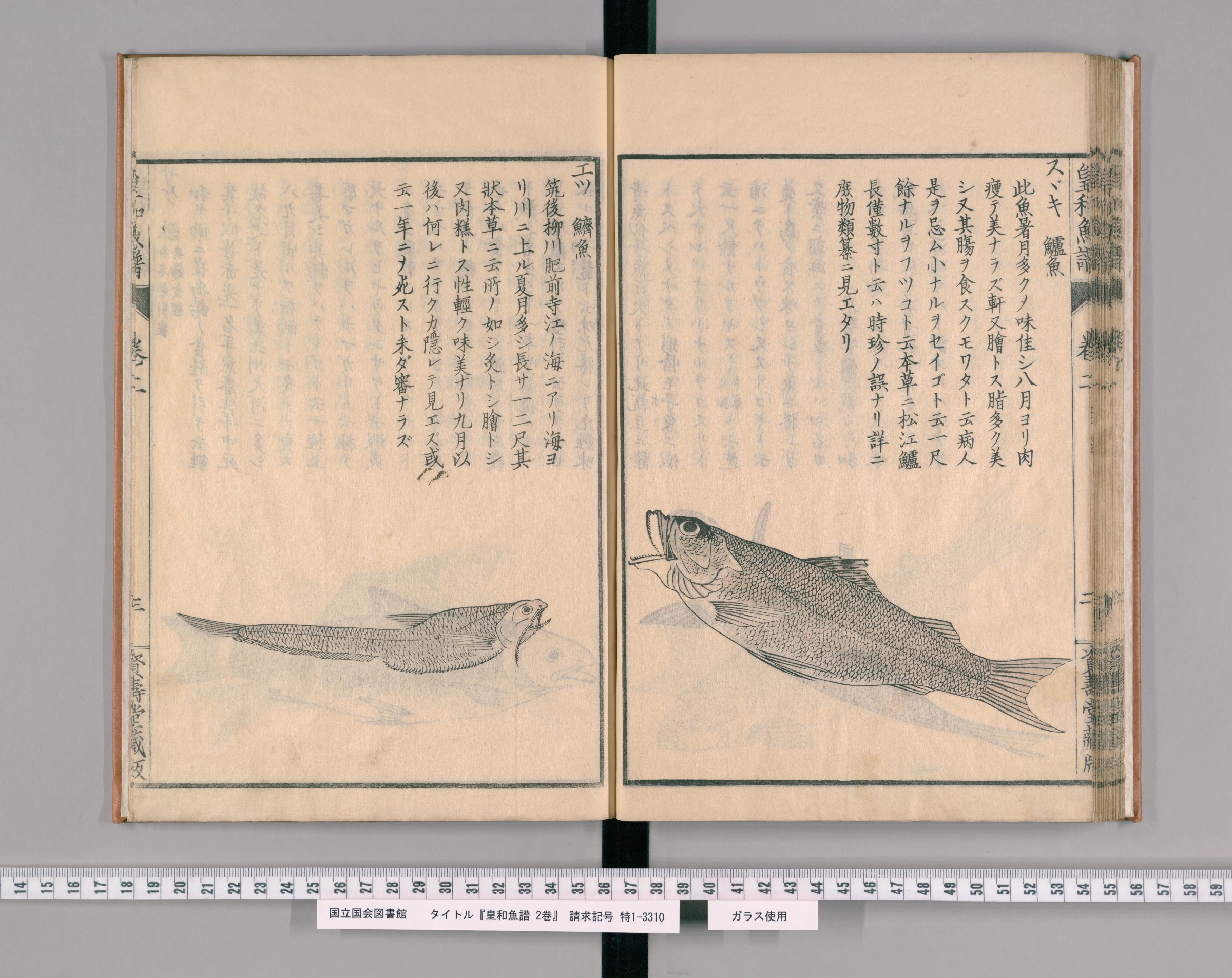 『皇和魚譜』巻二の見開き。右ページに見出し「スヾキ 鱸魚」と説明、その下に墨一色で描かれたスズキの絵