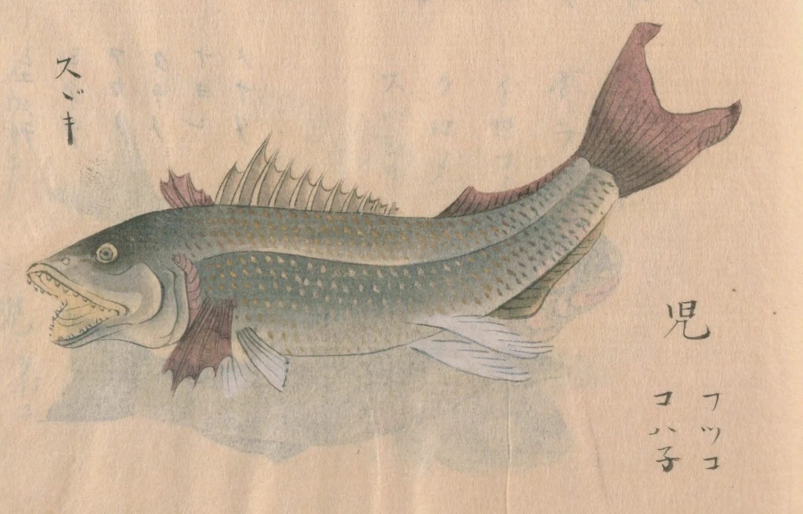 『日東魚譜』のスズキの彩色図。口を開けた魚の背に点々の模様、ひれは赤紫に塗られている