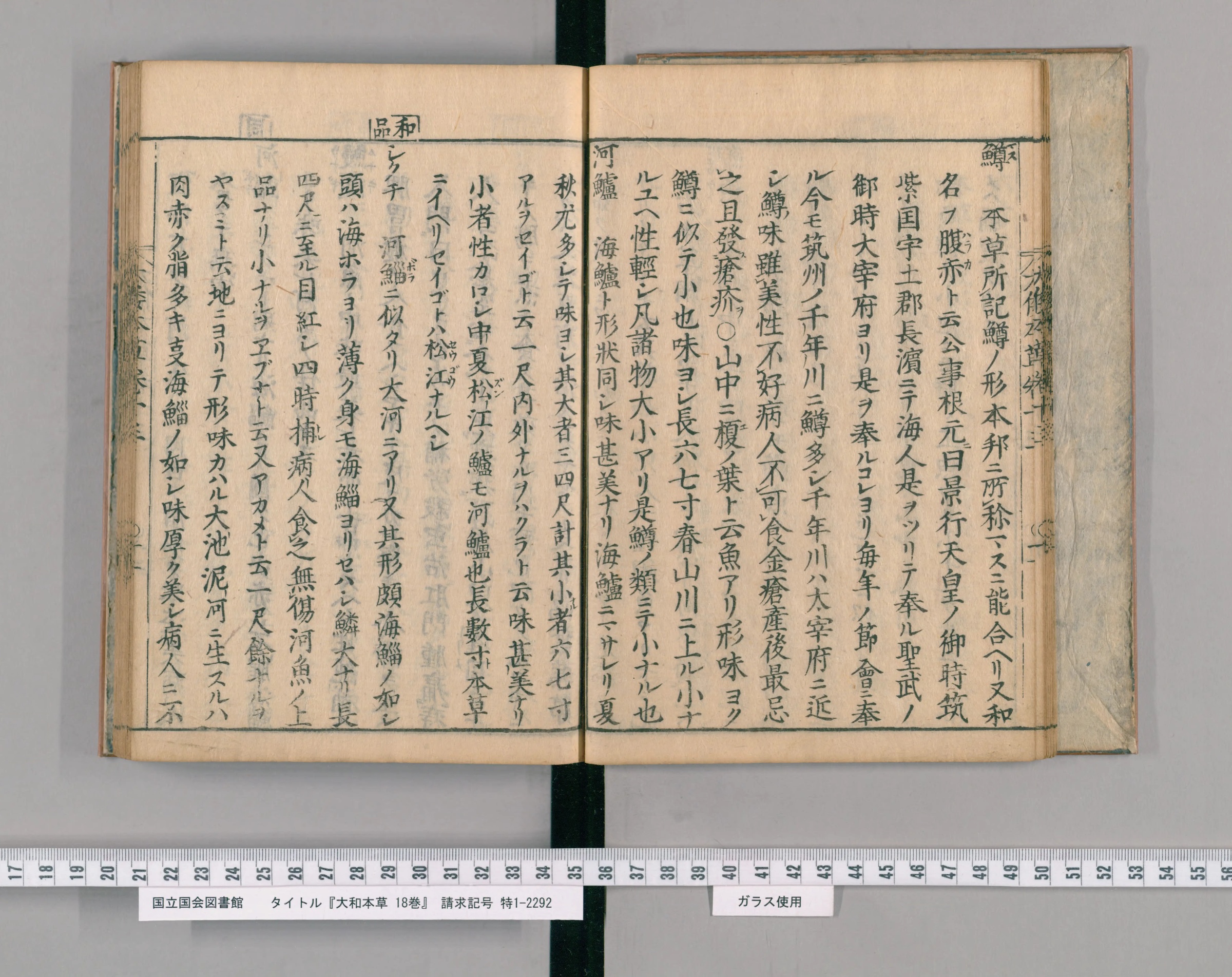 『大和本草』巻十三の見開き。右ページの末に見出し「河鱸」、左ページへ説明が続く