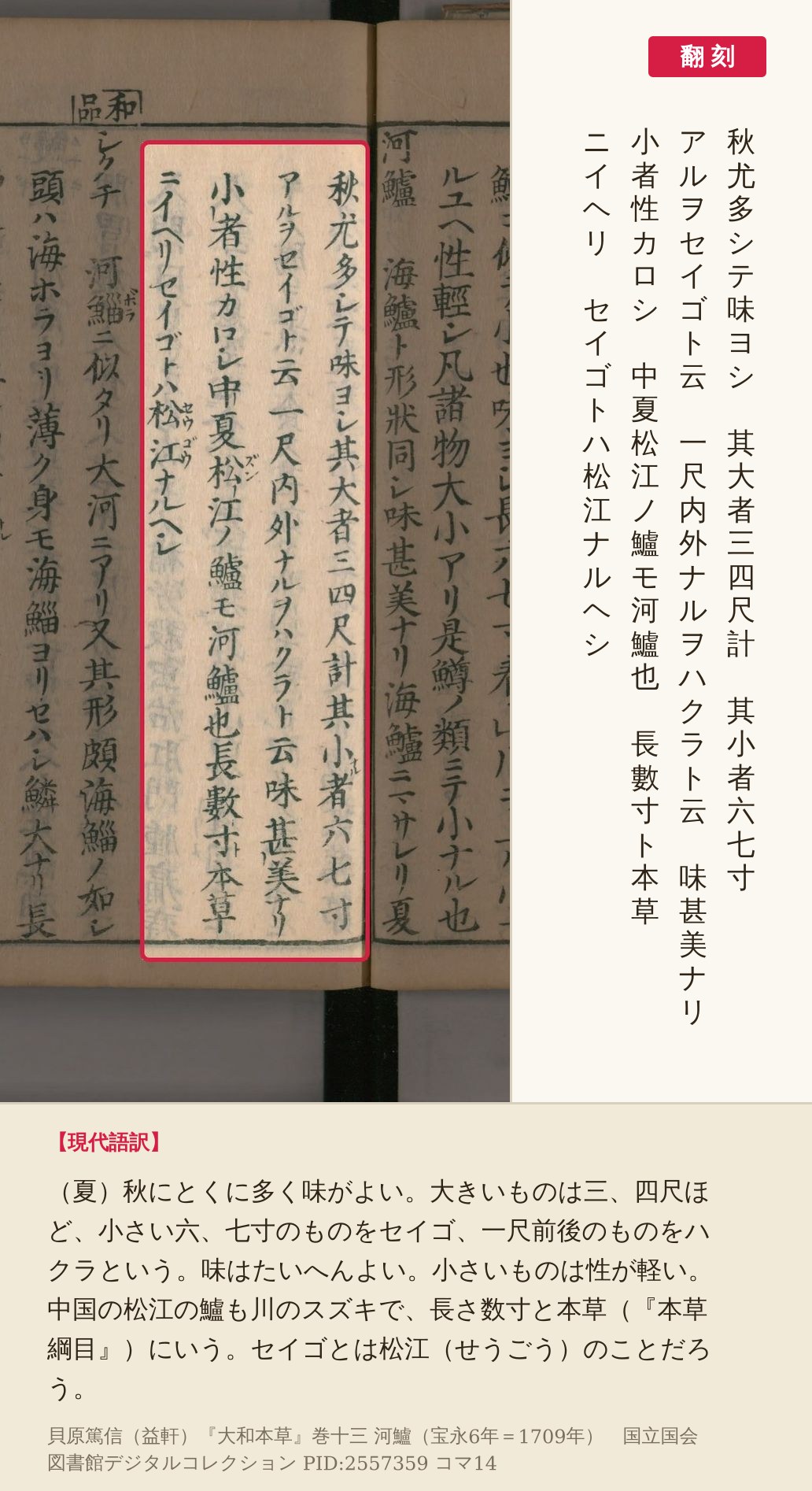 『大和本草』コマ14の河鱸の説明4列の赤枠と翻刻