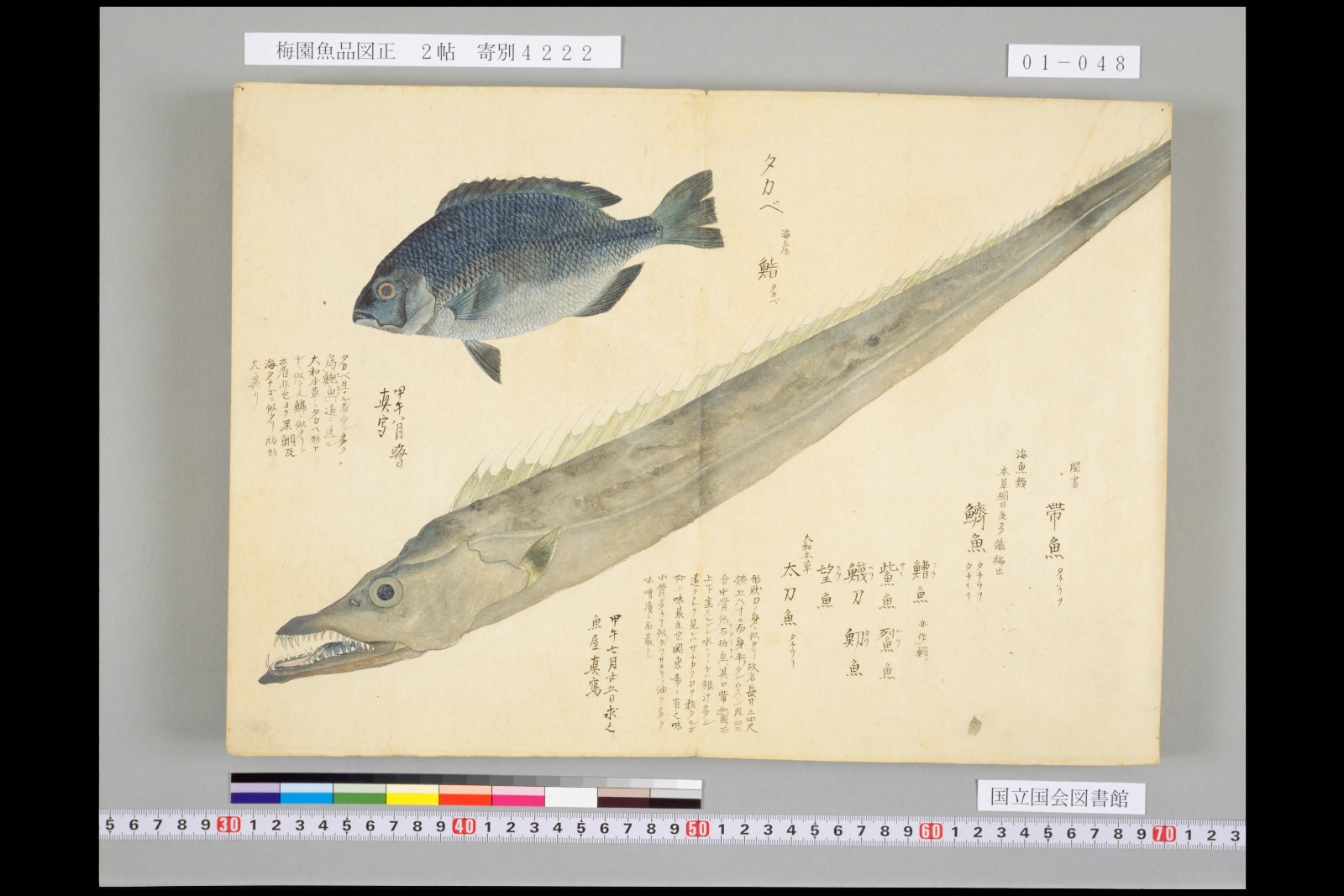 『梅園魚品図正』巻一コマ48の見開き。右下から左上へ斜めに伸びる銀灰色のタチウオの彩色図と、左上のタカベの図