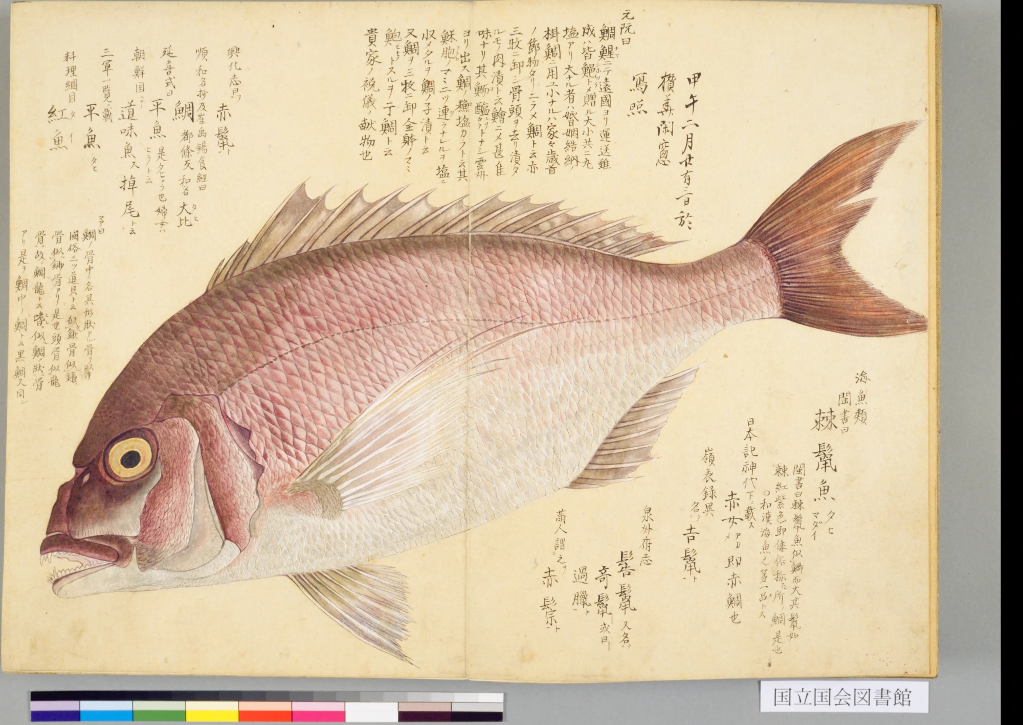『梅園魚品図正』のマダイの彩色図。見開きいっぱいの赤い魚と、右下の見出し「棘鬣魚」