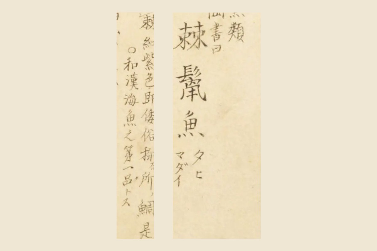 『梅園魚品図正』マダイの図の見出し「棘鬣魚（タヒ・マダイ）」と書き入れ「即倭俗称ス所ノ鯛是也 和漢海魚之第一品トス」の大写し