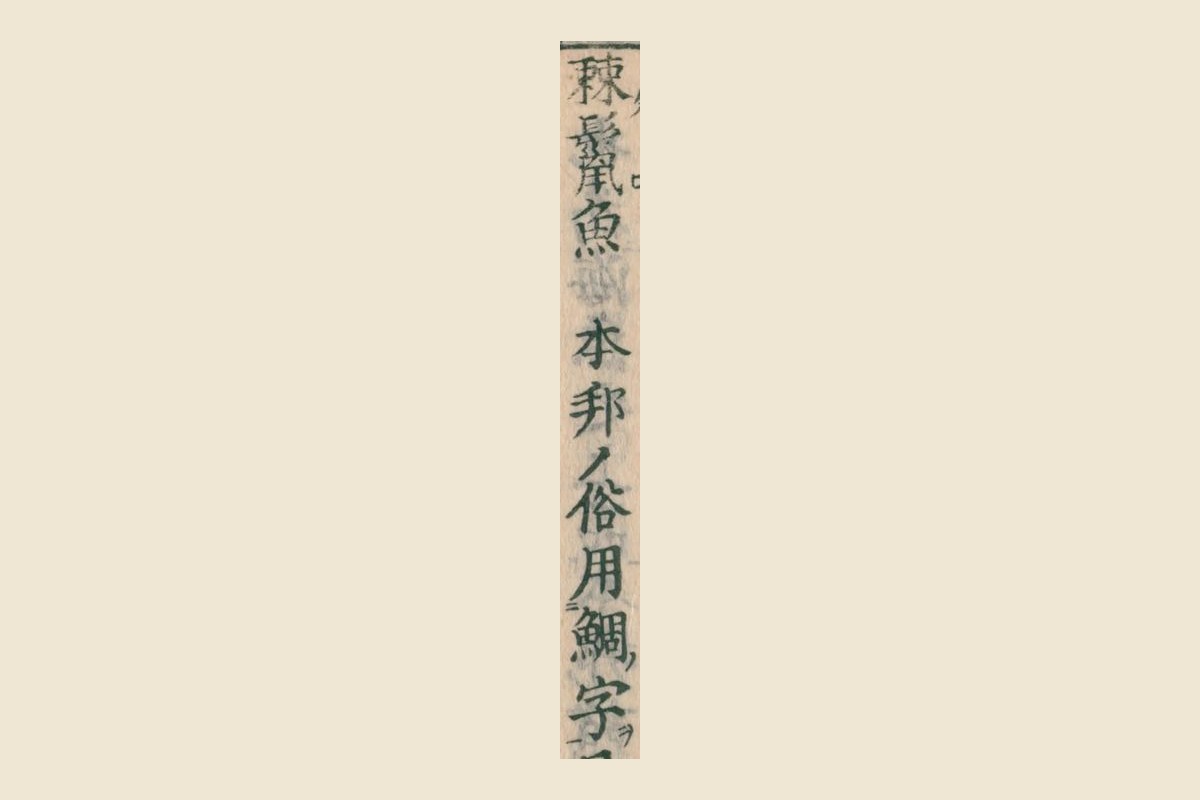 『大和本草』の「棘鬣魚　本邦ノ俗用鯛字」の大写し
