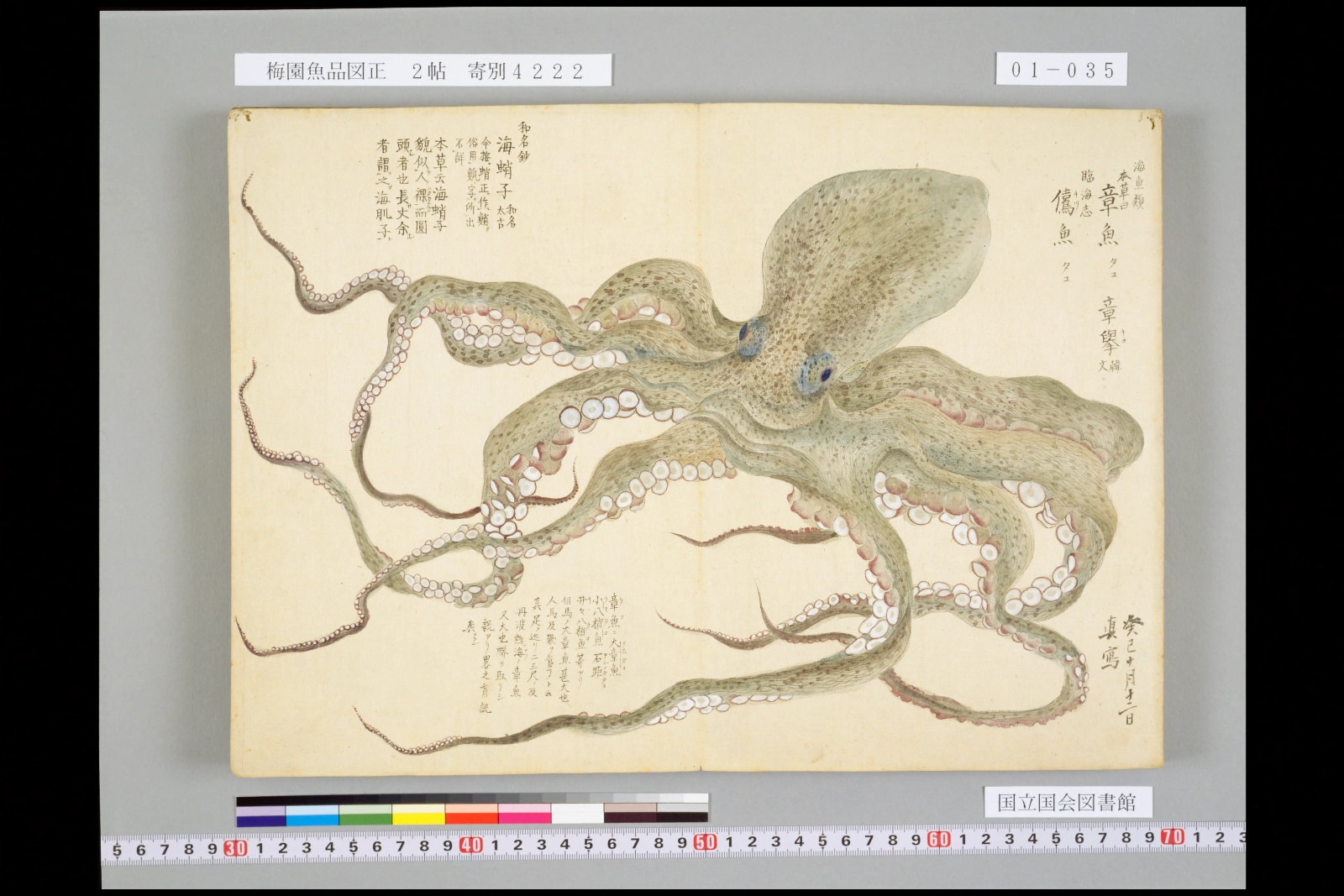 『梅園魚品図正』の章魚（タコ）の図。八本の腕が紙いっぱいに広がり、吸盤が白く描かれている