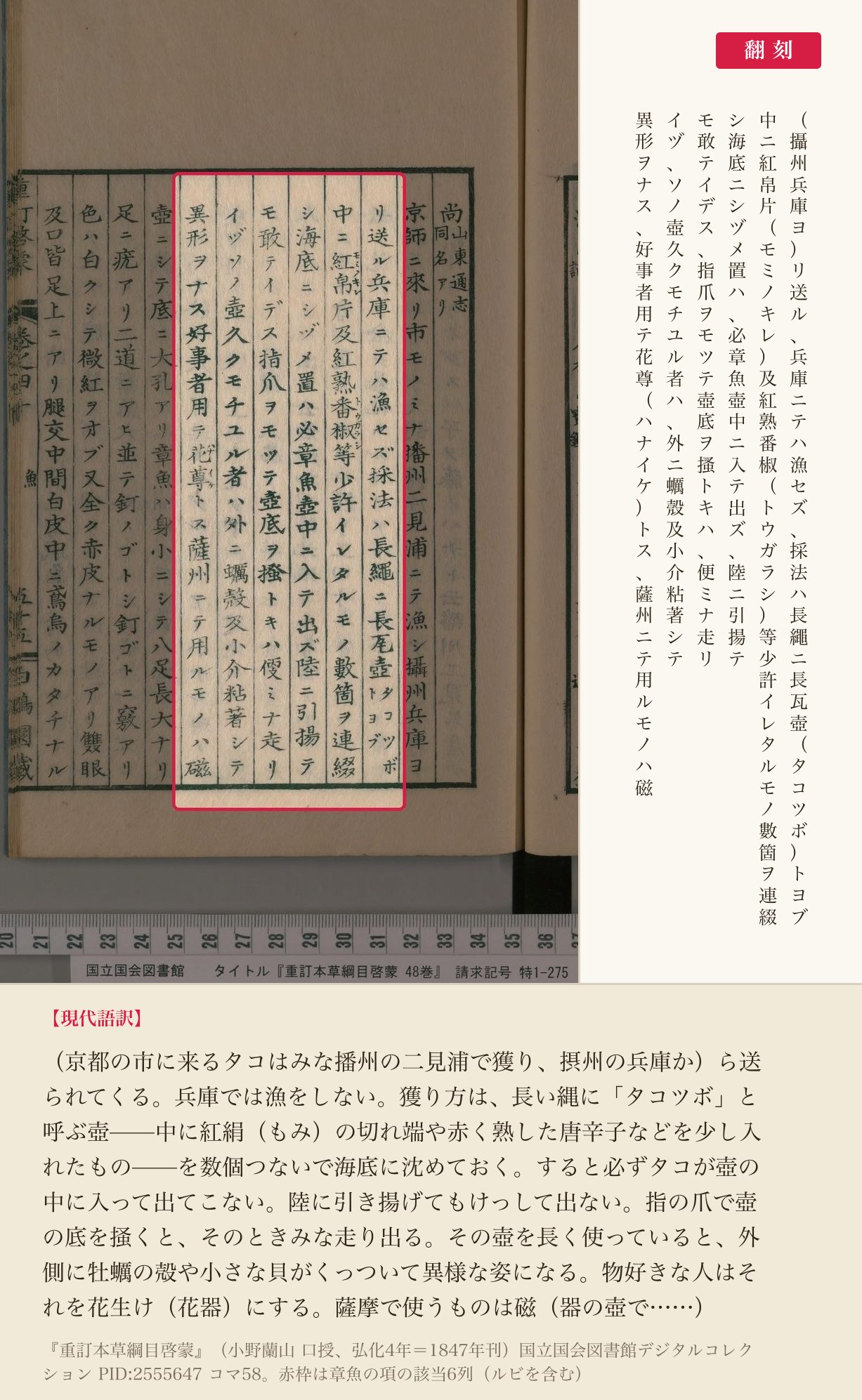 『重訂本草綱目啓蒙』章魚の項、蛸壺漁の手順と使い古した壺の行方を記した箇所と翻刻