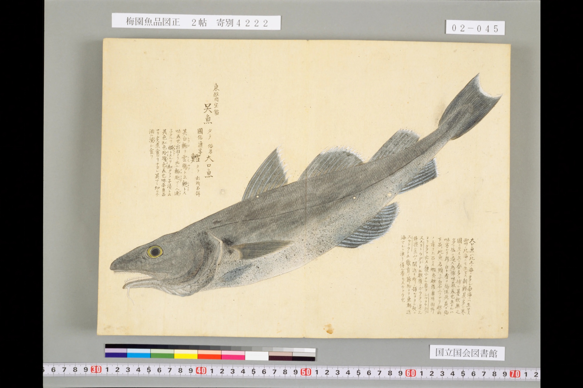 『梅園魚品図正』の見開きいっぱいに描かれた灰色のタラ。大きな口の下にひげがあり、背びれが三つ並ぶ