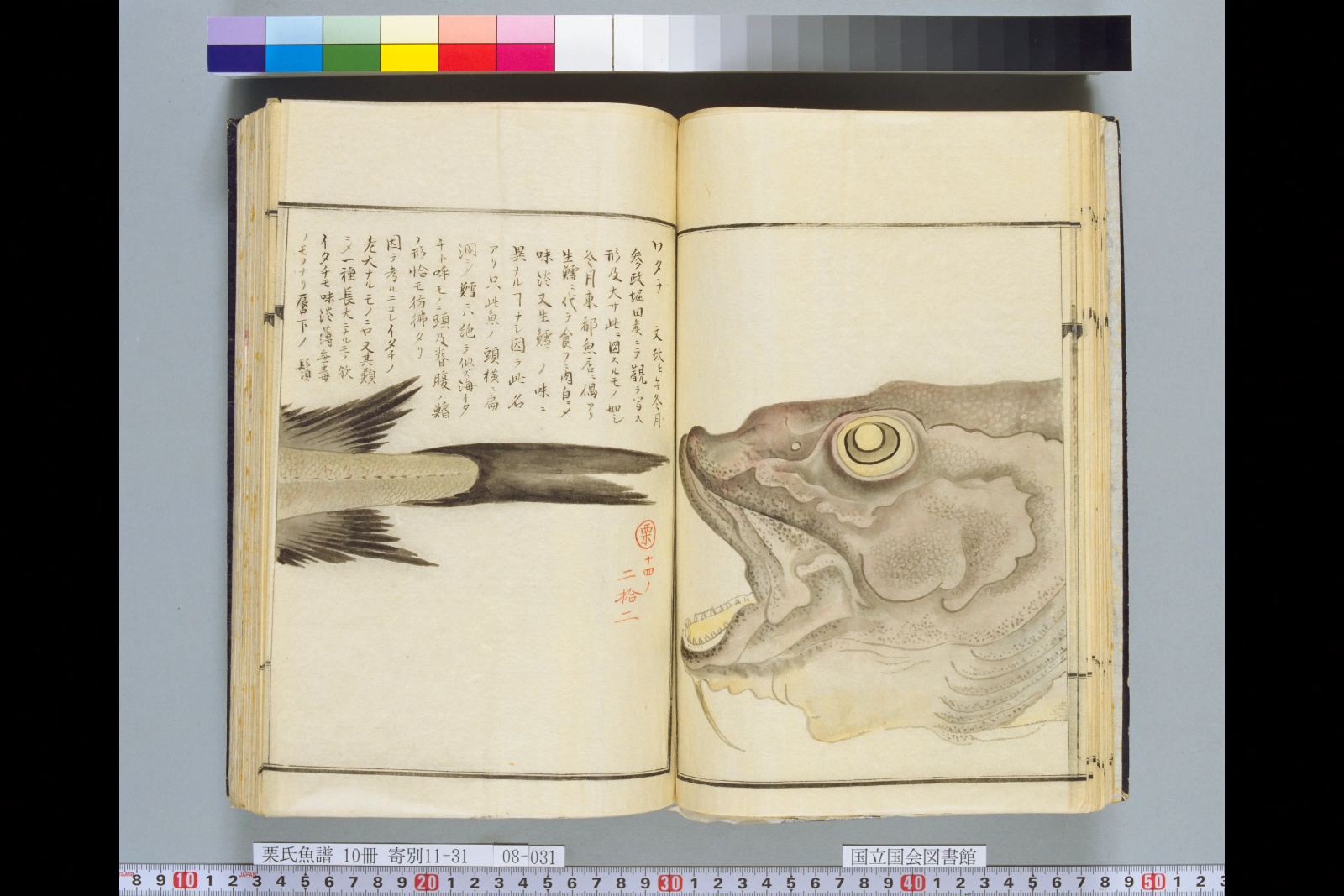 『栗氏魚譜』巻14コマ39の見開き。左ページに尾びれ、右ページに大きな口を開けた魚の頭部の彩色図。書き入れに「ワタラ」とある