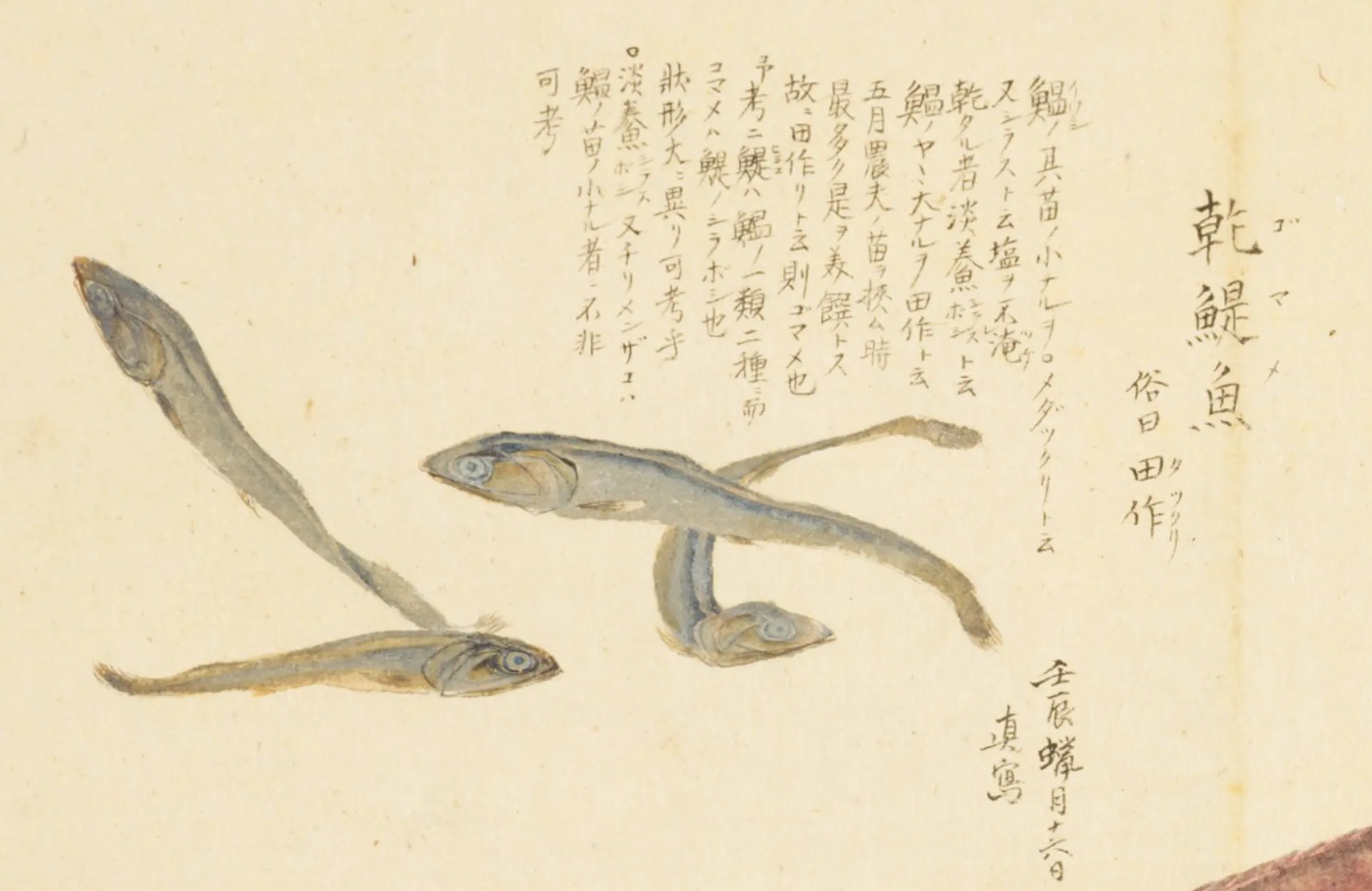 『梅園魚品図正』コマ9の左上。干した小イワシ四尾の絵と、題「乾鯷魚　俗曰田作」、その左に書き入れ