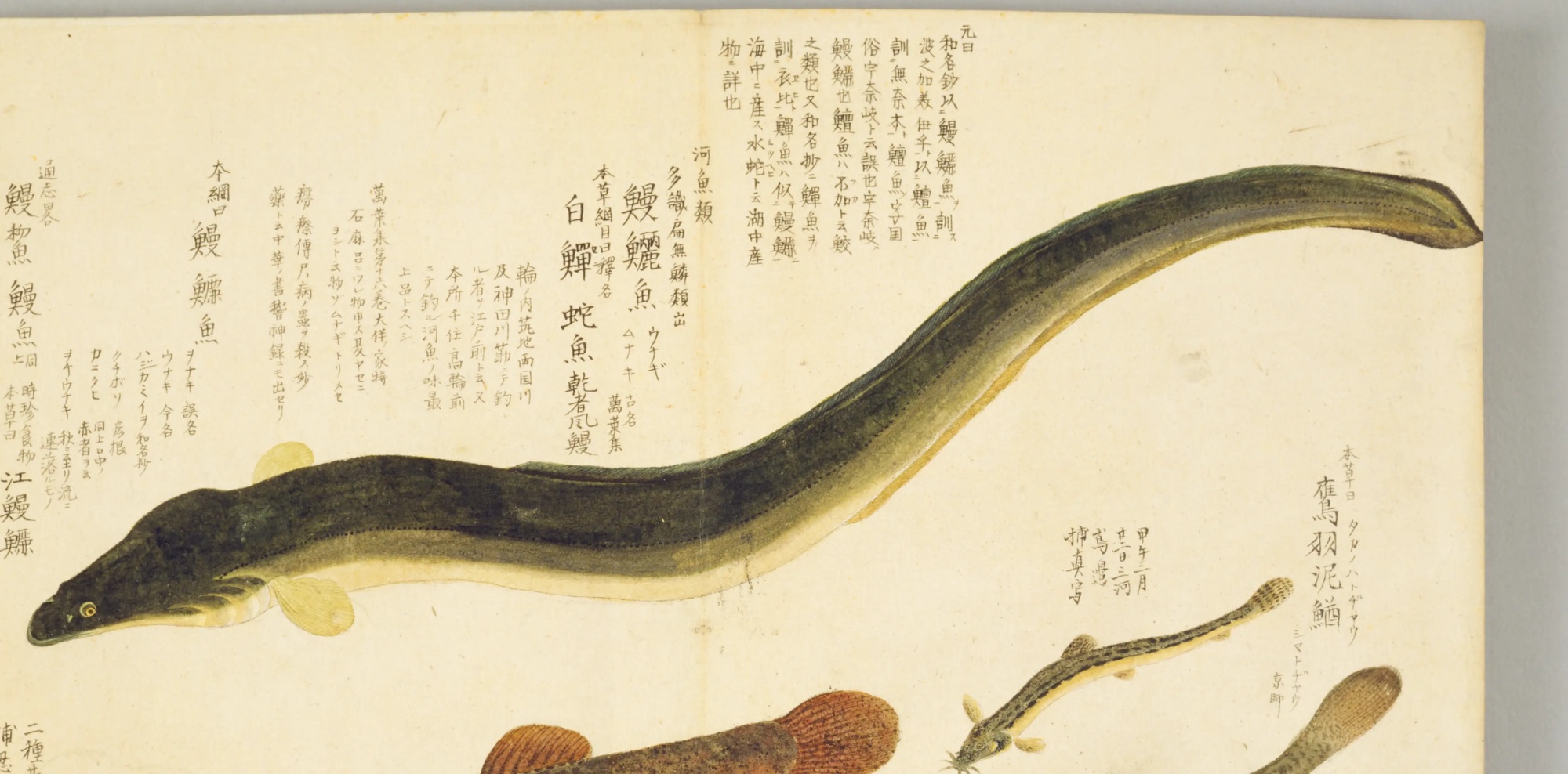 『梅園魚品図正』のウナギの彩色図。見開きいっぱいにうねる黒緑色の長い魚と、見出し「鰻鱺魚」