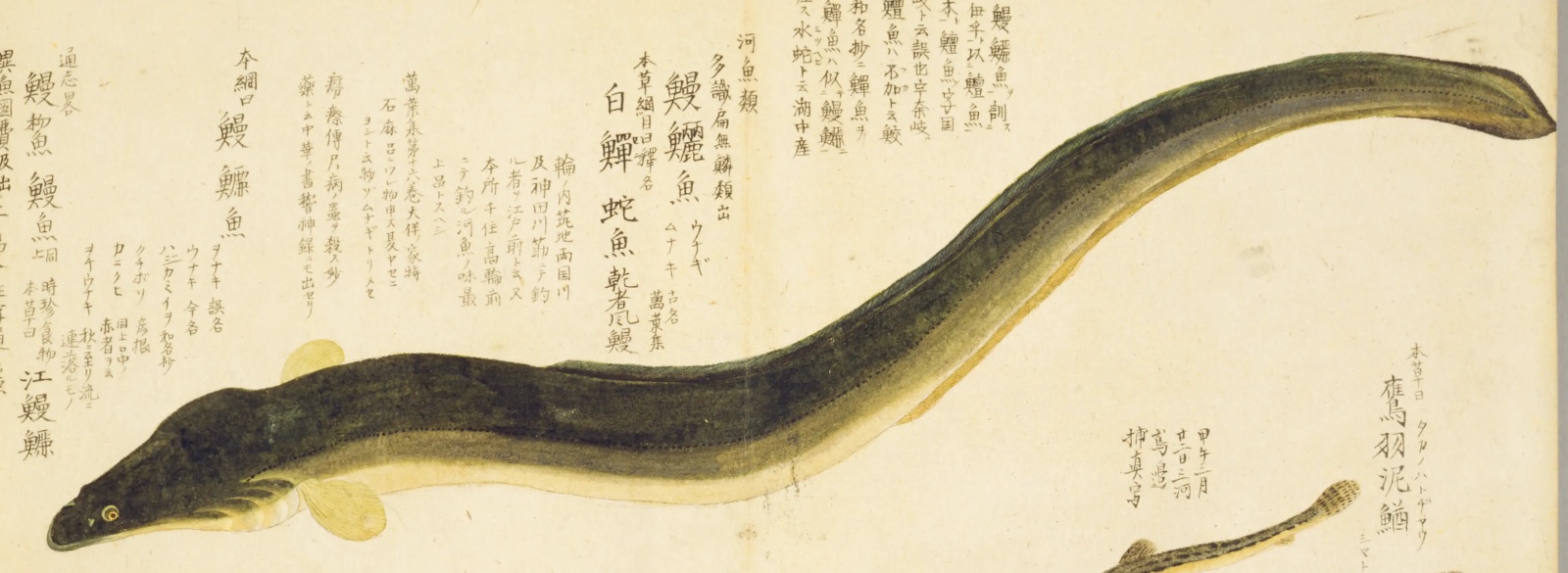 『梅園魚品図正』に描かれたウナギ。見開きいっぱいに長い体をくねらせている