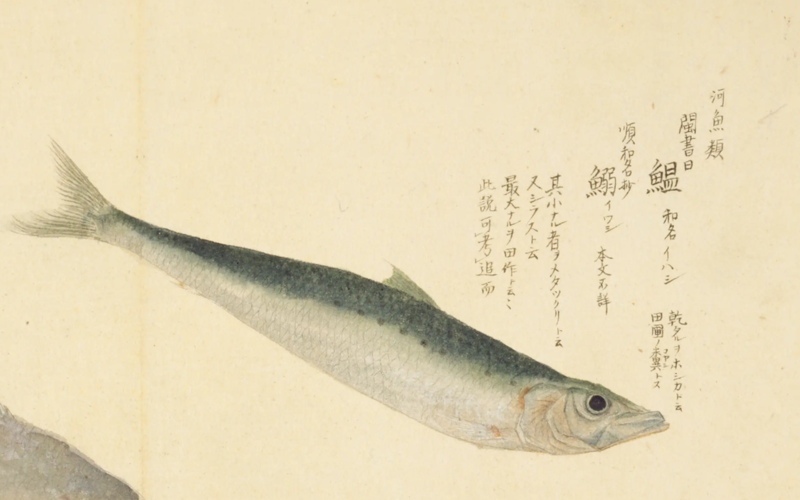 『梅園魚品図正』巻一の鰯の彩色図。青緑の背に黒い点が並ぶ細長い魚。右上に「閩書曰 鰮 和名イハシ」「順和名抄 鰯イワシ 本文不詳」の書き入れ