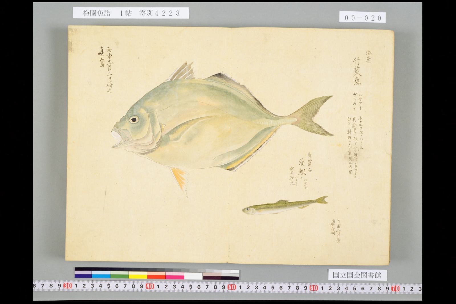 『梅園魚譜』コマ20の見開き。大きな平たい魚の右下に、細長い小さな魚が一尾。そばに名前の書き入れ