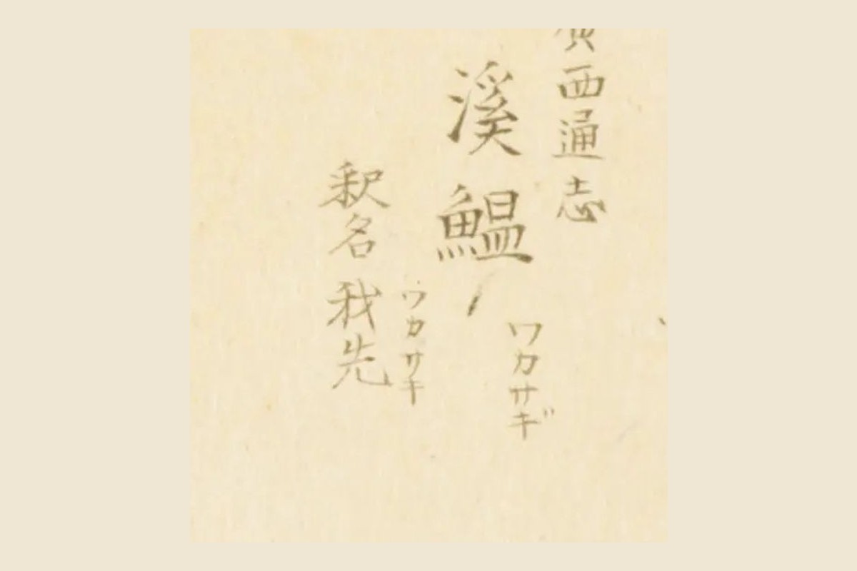 『梅園魚譜』コマ20の書き入れ「廣西通志 溪鰛 ワカサギ」「釈名 我先 ワカサキ」の大写し