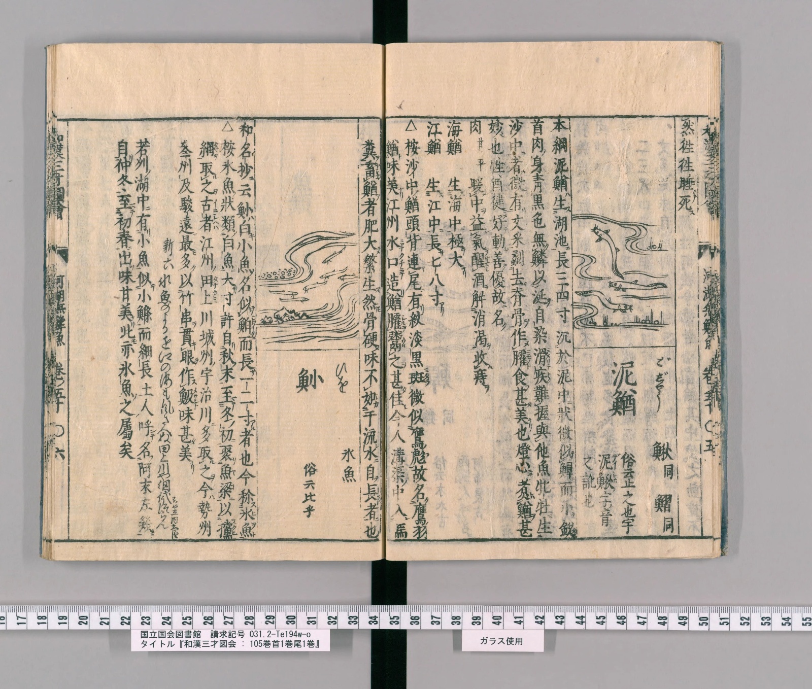 『和漢三才図会』巻五十コマ9の見開き。右ページに泥鰌、左ページに「鮊」の見出しと川を泳ぐ小魚の絵